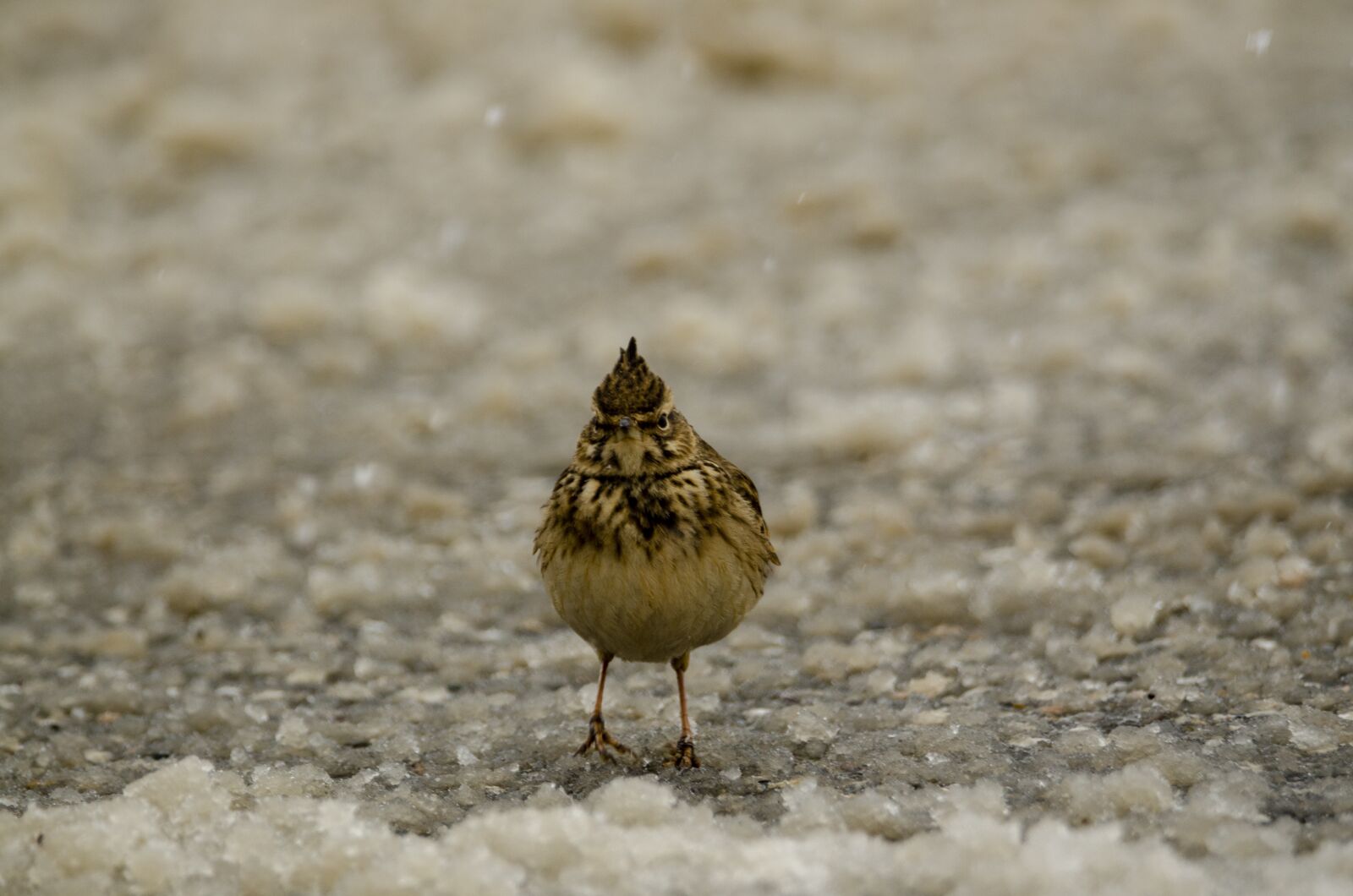 Nikon D7000 sample photo. Snow, winter, frozen photography