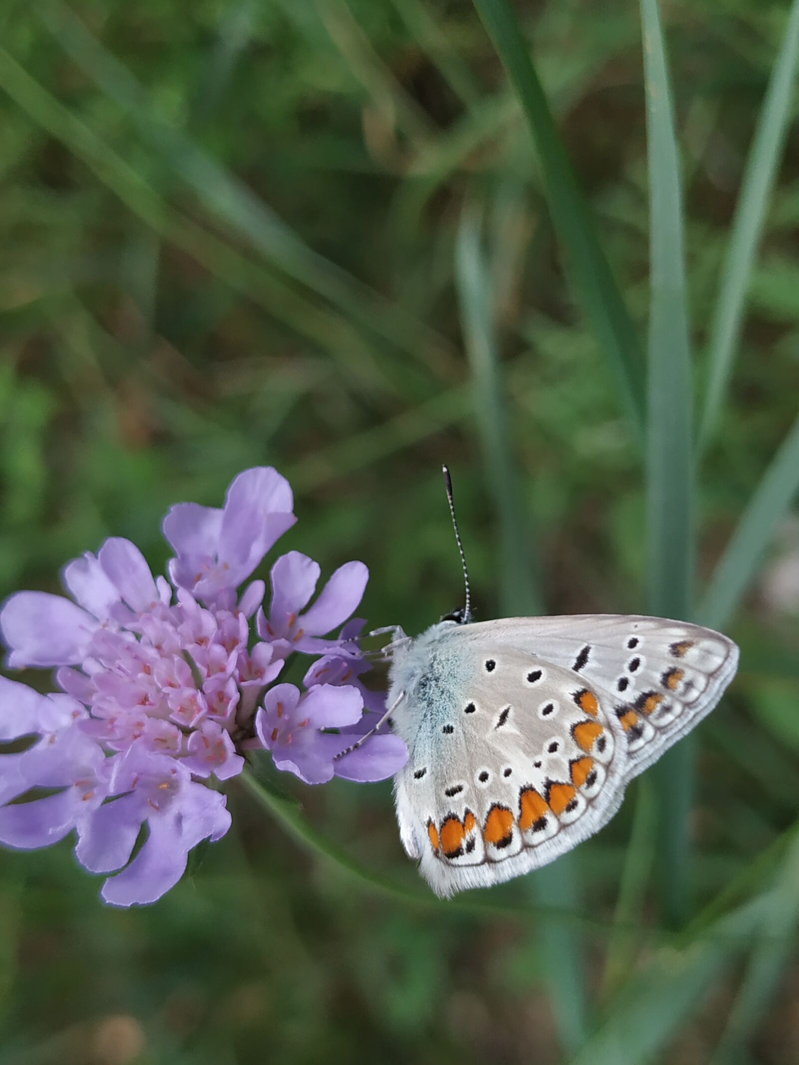 Xiaomi Mi A2 sample photo. Butterfly, purple, flower photography
