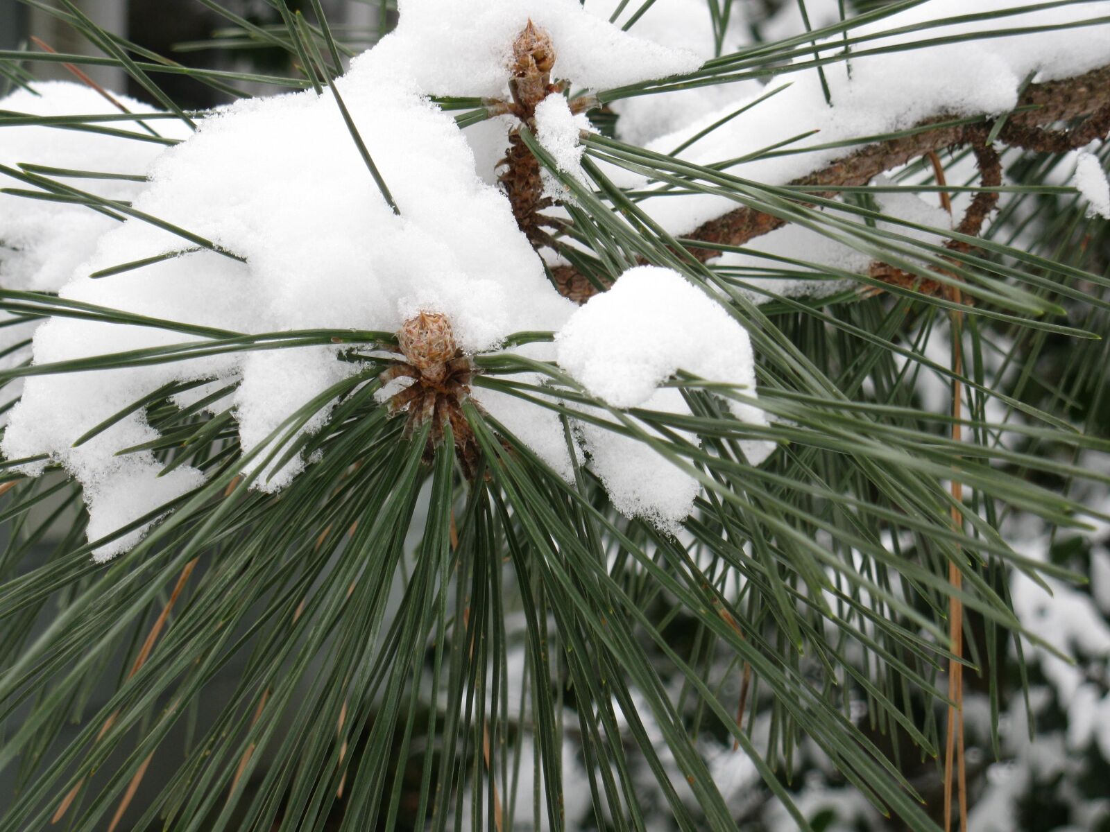 Canon PowerShot A2000 IS sample photo. Pine, tree, snow, winter photography