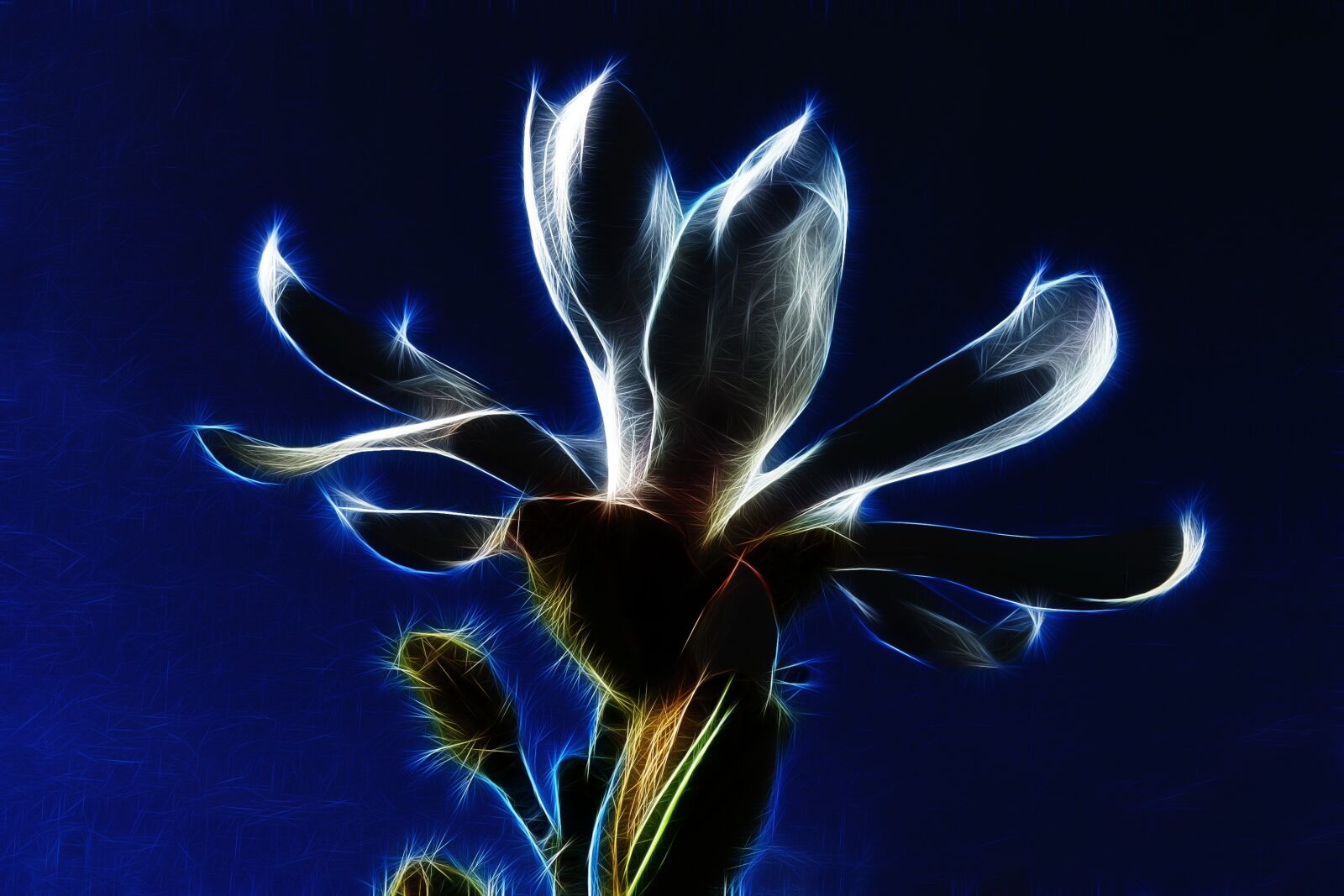 Canon PowerShot G15 sample photo. Fractalius, star magnolia, nature photography