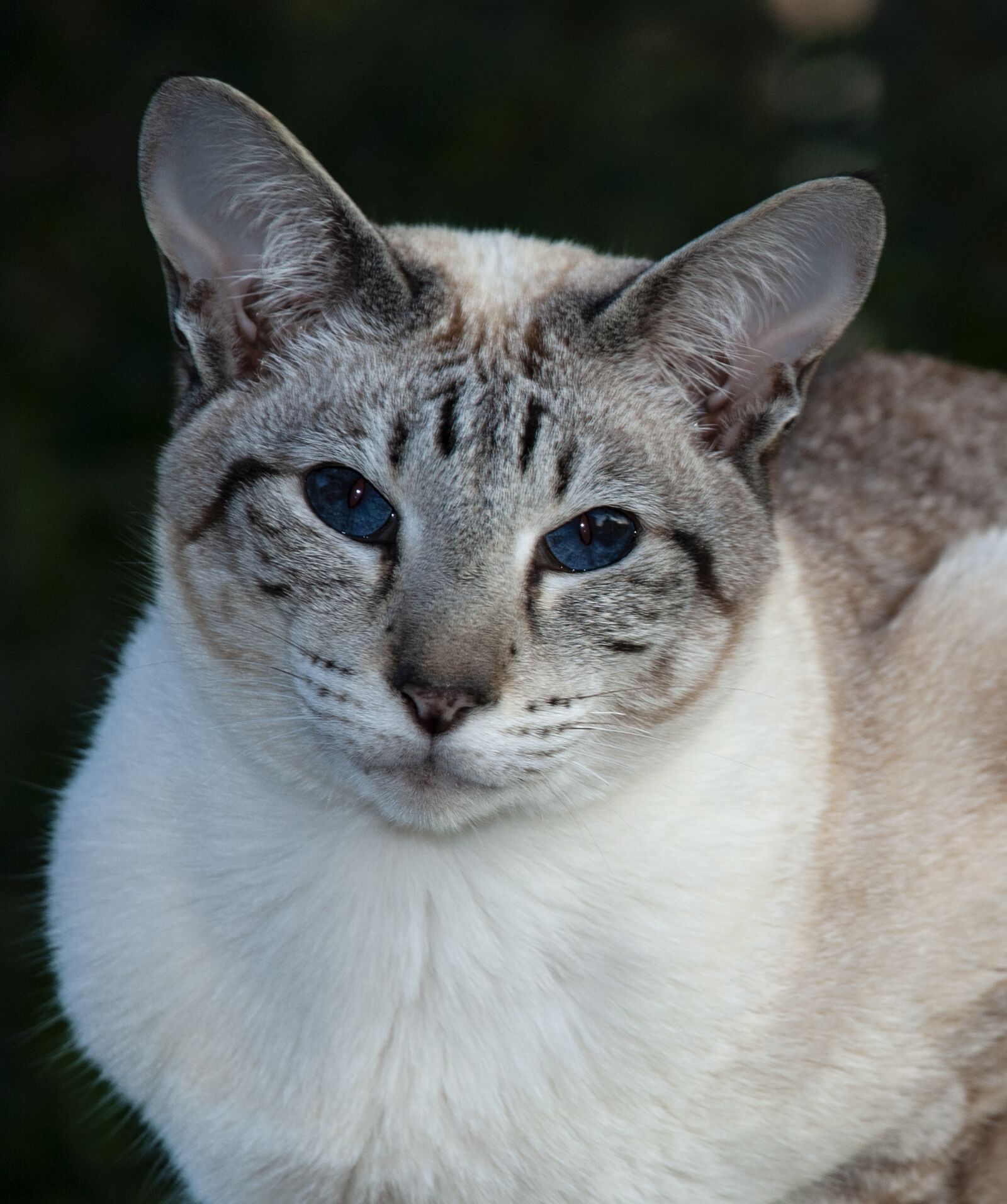 Nikon D80 sample photo. Cat, siamese, animals photography