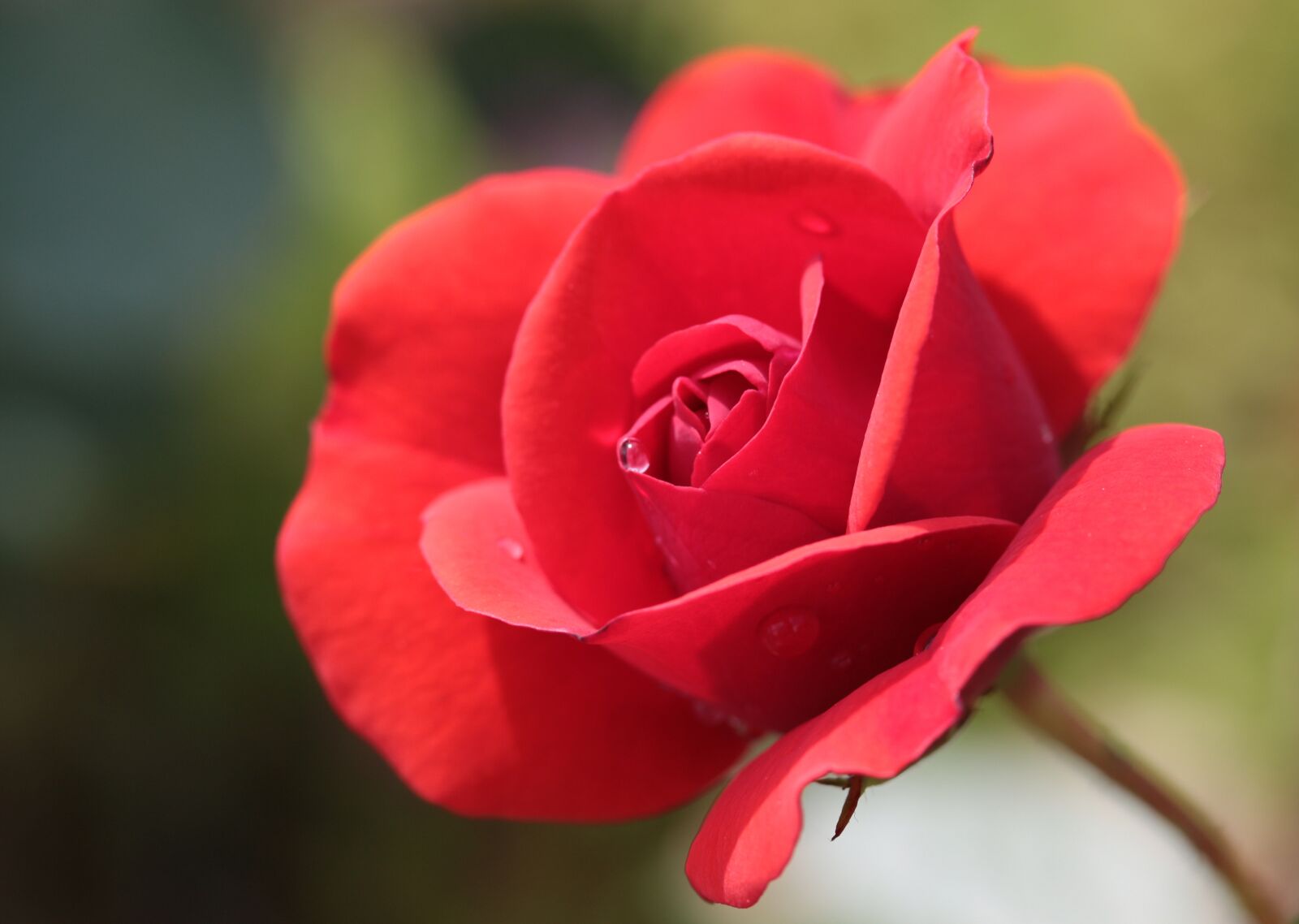 Canon EOS 650D (EOS Rebel T4i / EOS Kiss X6i) sample photo. Rose, rose bloom, blossom photography
