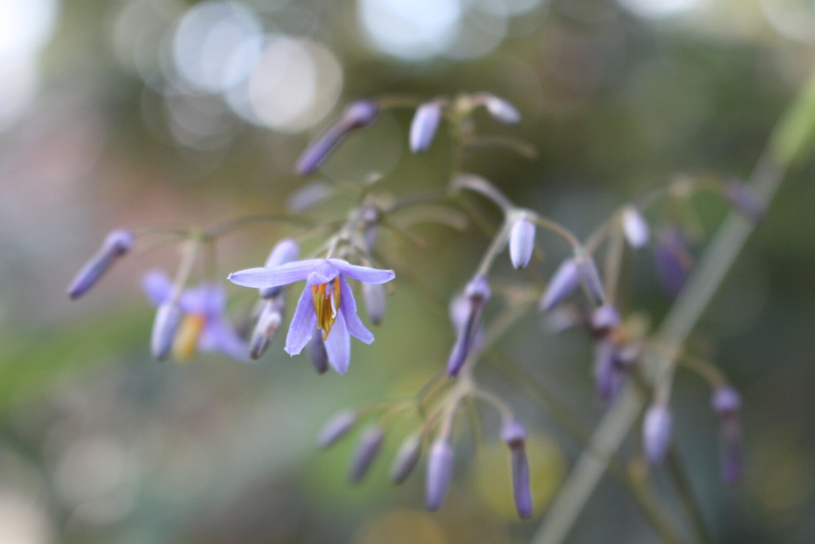 Canon EOS 700D (EOS Rebel T5i / EOS Kiss X7i) sample photo. Flowers, purple, small photography