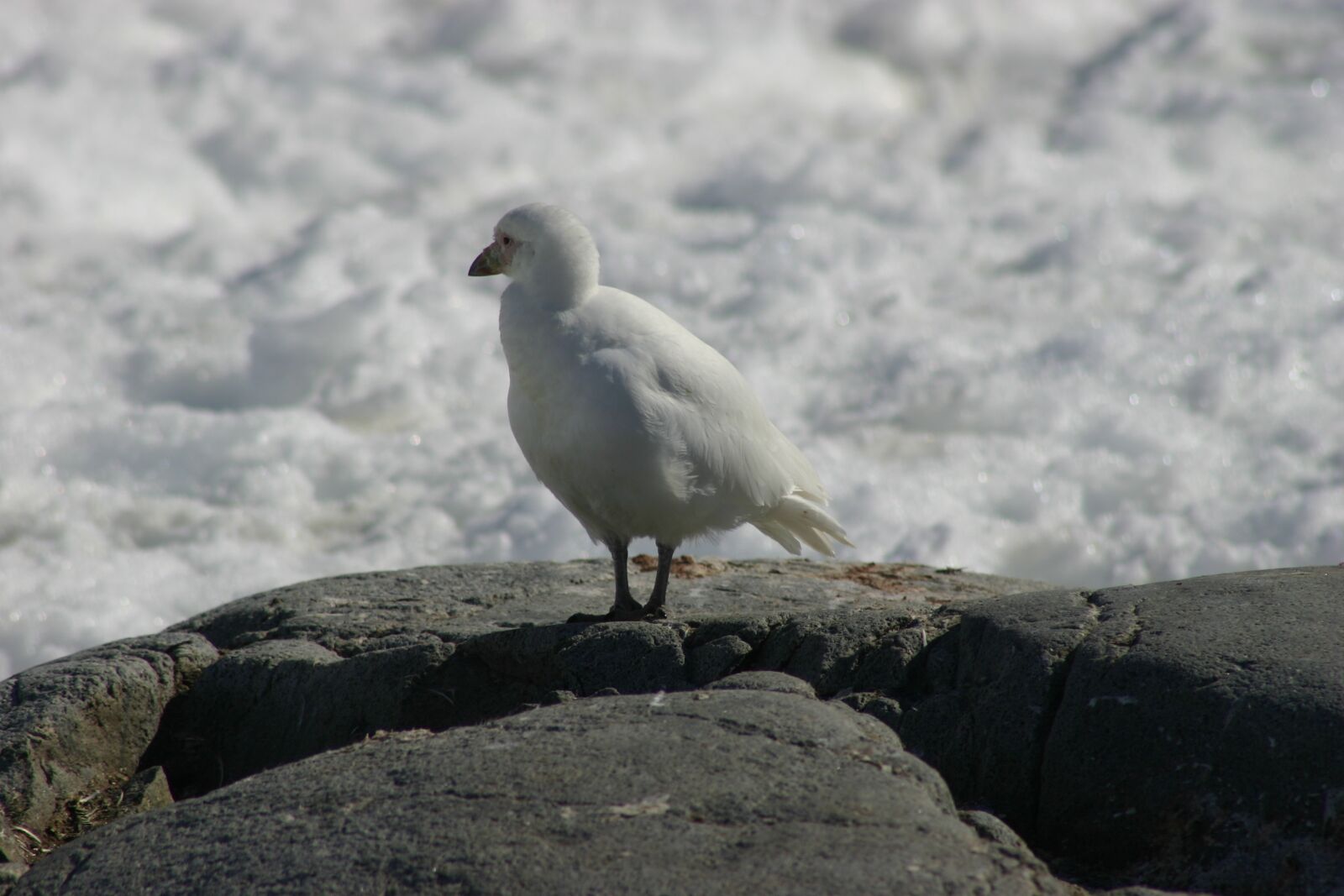 Canon EOS 300D (EOS Digital Rebel / EOS Kiss Digital) sample photo. Antarctica, adventure, expedition photography