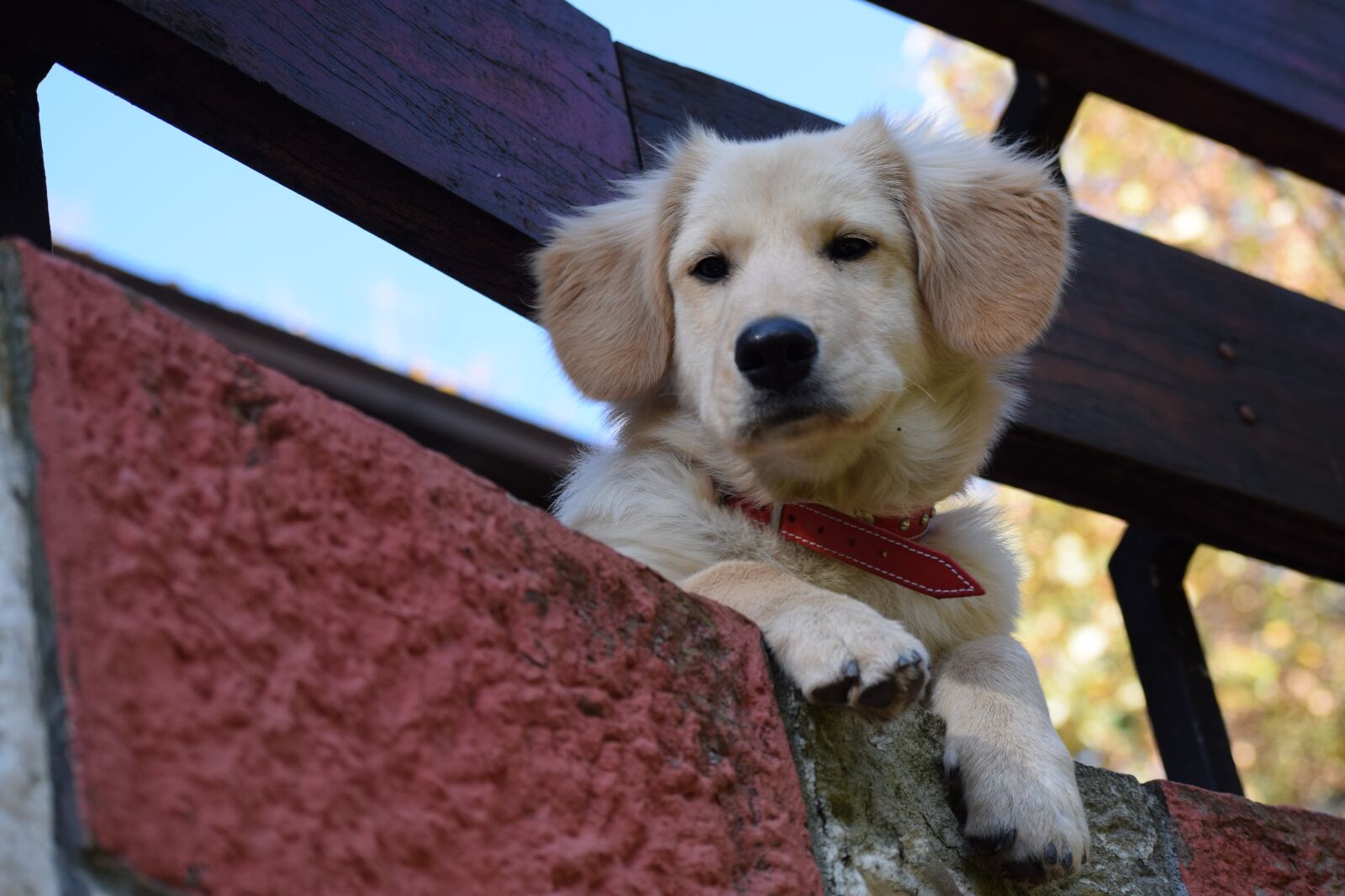 Nikon D3300 sample photo. Dog, puppy, animal photography