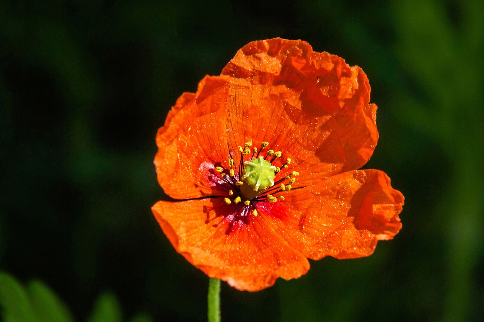Olympus PEN E-PM1 sample photo. Flower, red, poppy photography