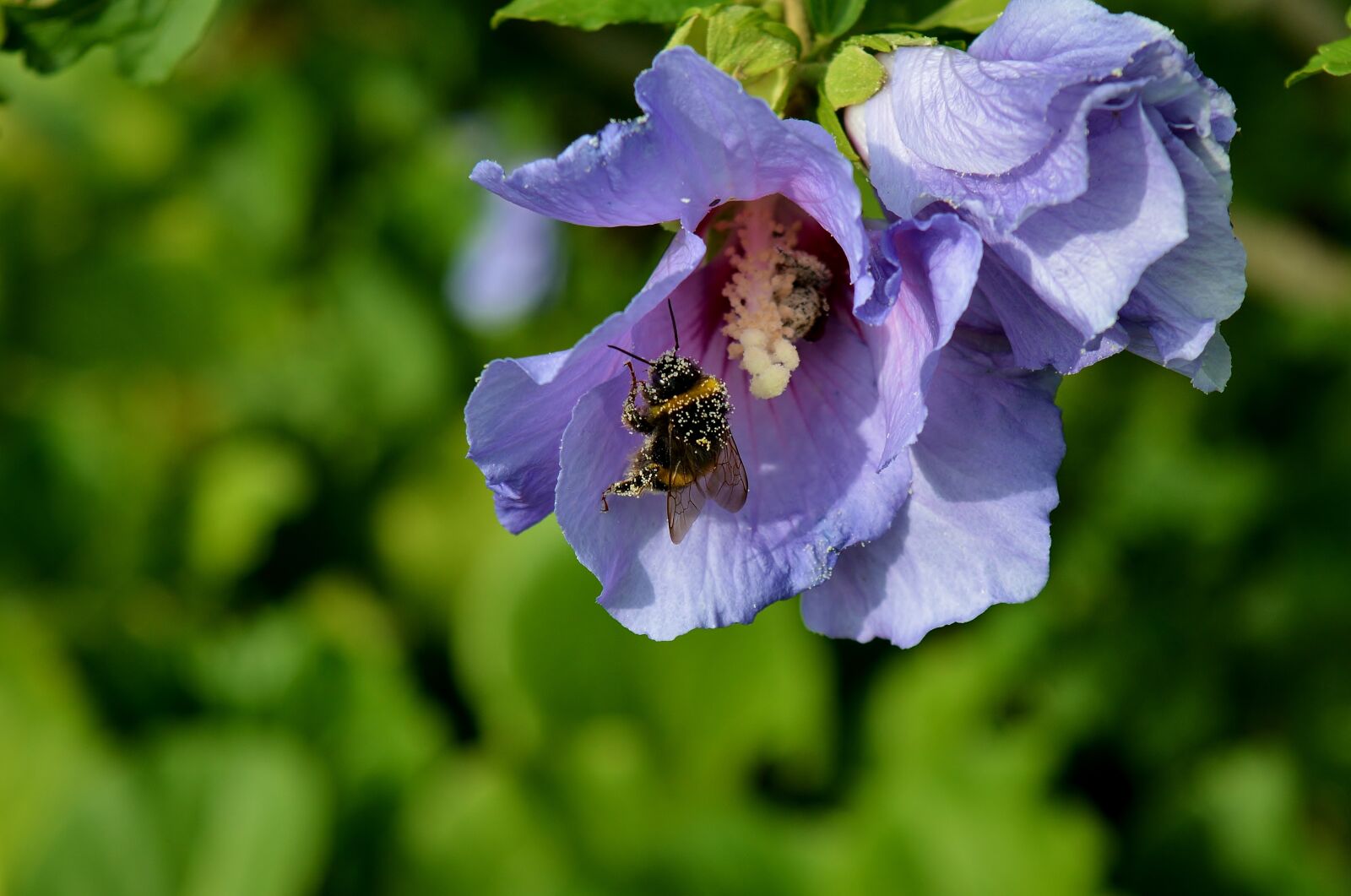Nikon D5200 sample photo. Hibiscus, garden, hummel photography