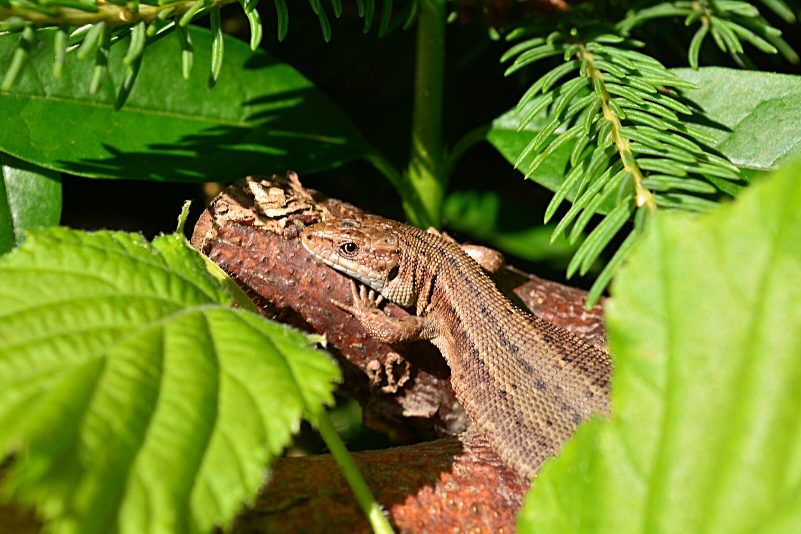 Nikon D5200 sample photo. Lizard, animal, nature photography