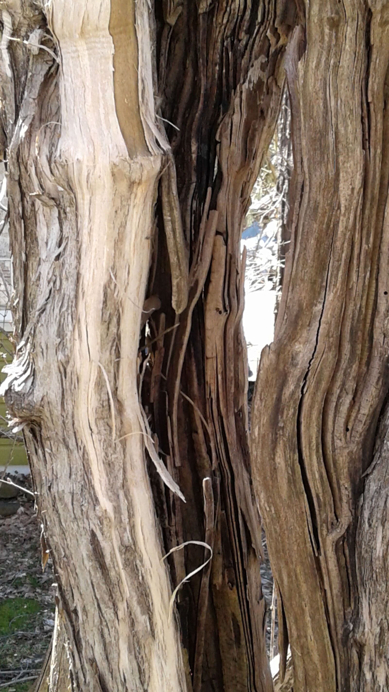 Samsung Galaxy On5 sample photo. Tree, bark, wood, texture photography