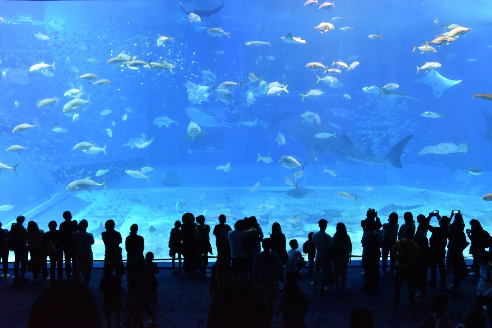 Nikon D5500 sample photo. Churaumi aquarium, aquarium, water photography