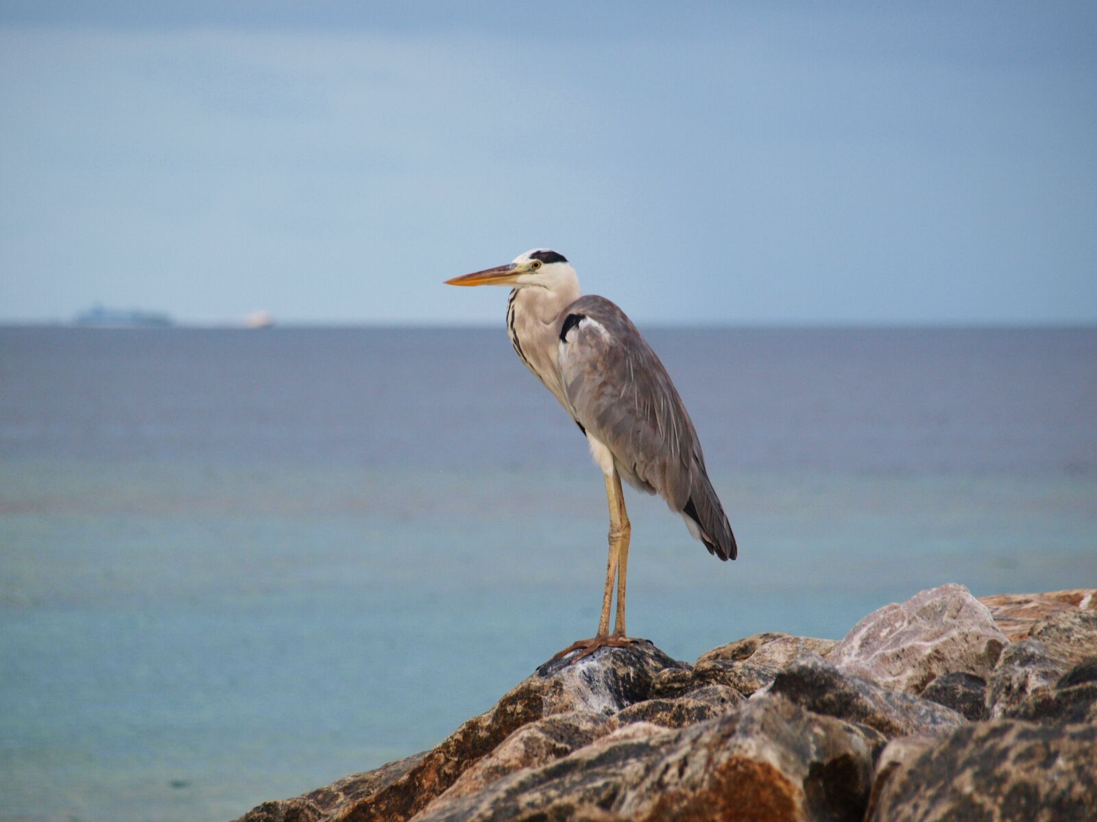 Olympus E-520 (EVOLT E-520) sample photo. Grey heron, heron, maldives photography