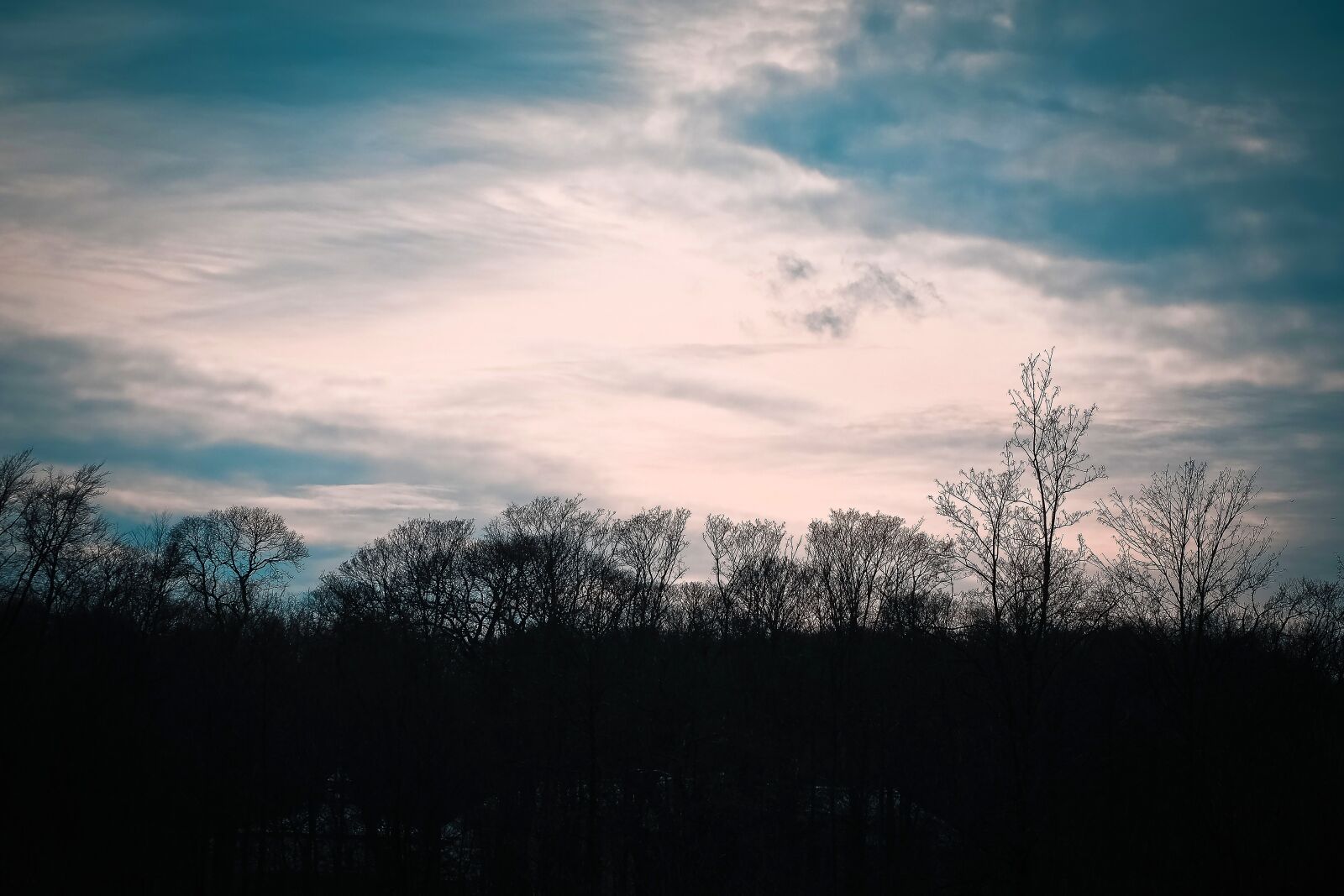 Olympus OM-D E-M10 sample photo. Trees, winter, forest photography