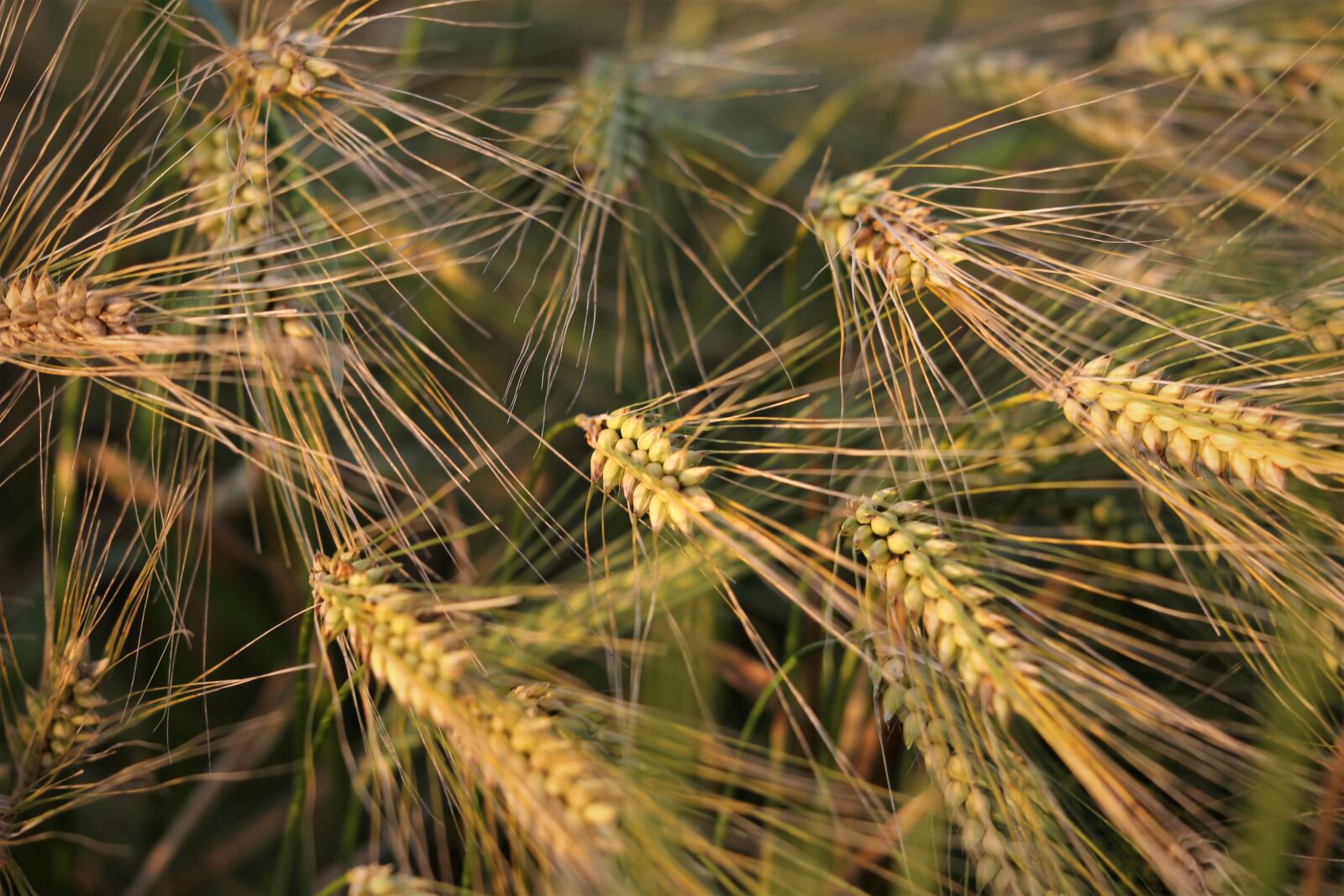 Canon EF 70-300 F4-5.6 IS II USM sample photo. Agriculture, barley in wind photography