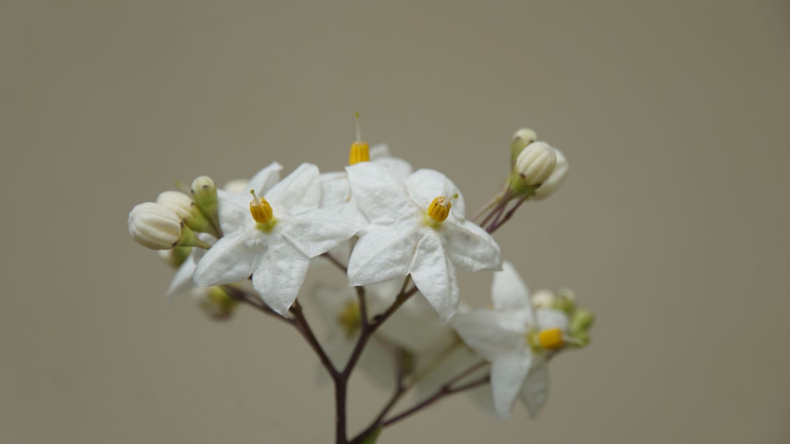 Sony E 18-200mm F3.5-6.3 OSS LE sample photo. White jasmine, summer jasmine photography