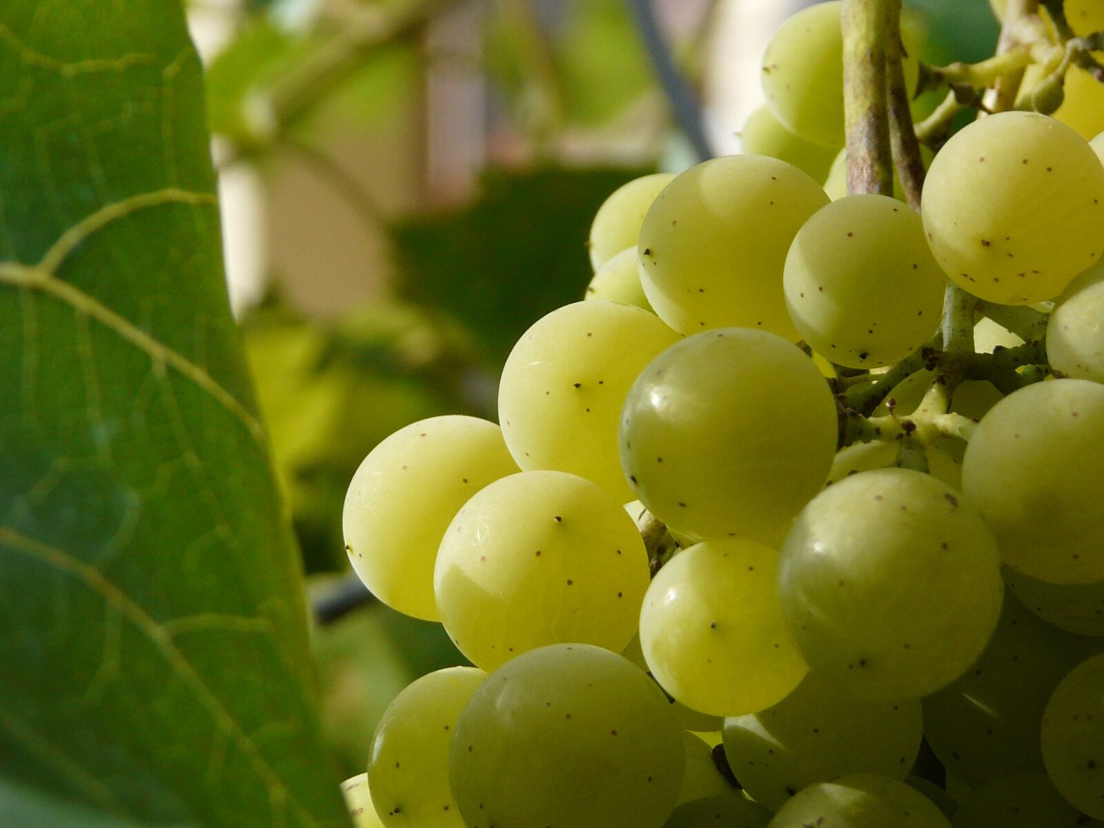 Panasonic DMC-FZ18 sample photo. Berry, cluster, wine photography