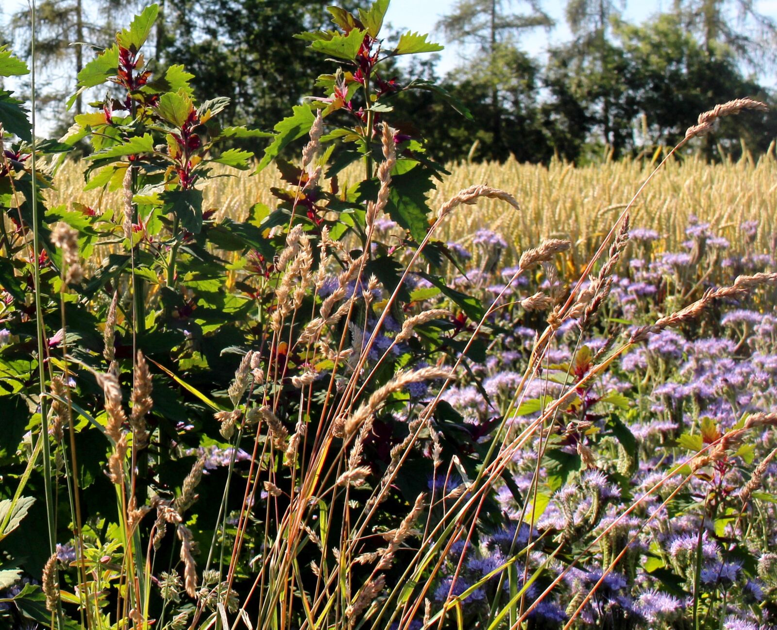 Canon EOS 700D (EOS Rebel T5i / EOS Kiss X7i) sample photo. Landscape, cornfield, flowers photography