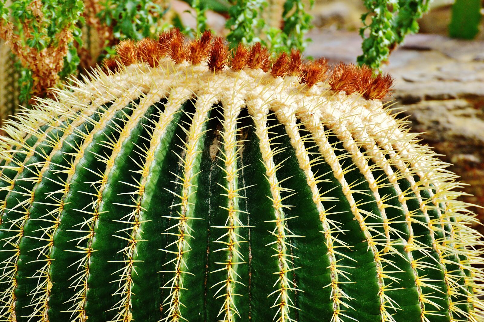 Nikon D3200 sample photo. Cactus, plant, nature photography