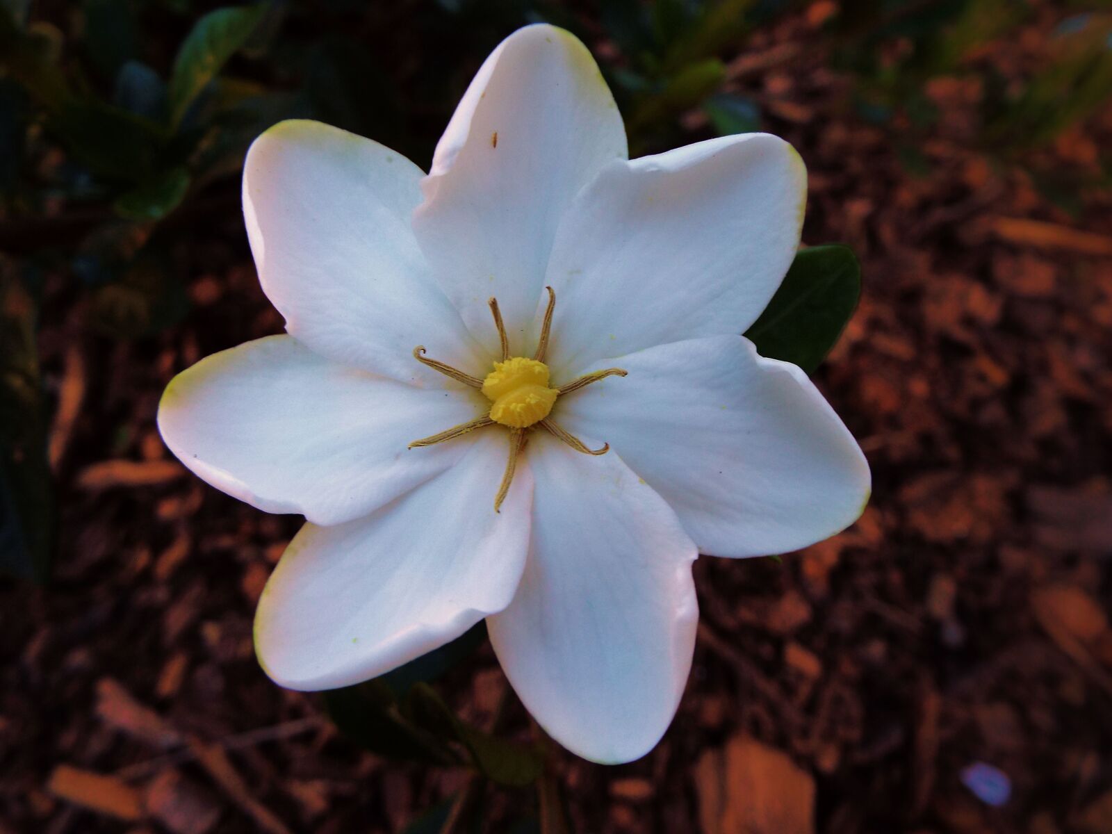 Fujifilm FinePix S9800 sample photo. Gardenia, white, petal photography