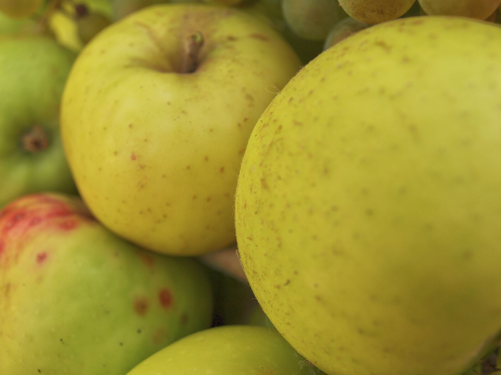 Olympus E-510 (EVOLT E-510) sample photo. Apples, fruit, autumn photography