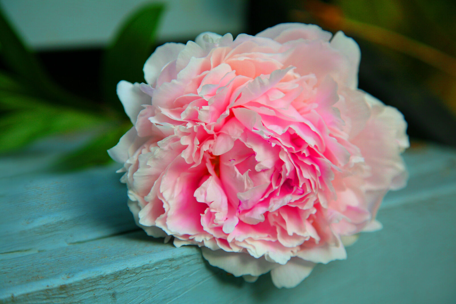 Canon EOS 5D sample photo. Peony photography