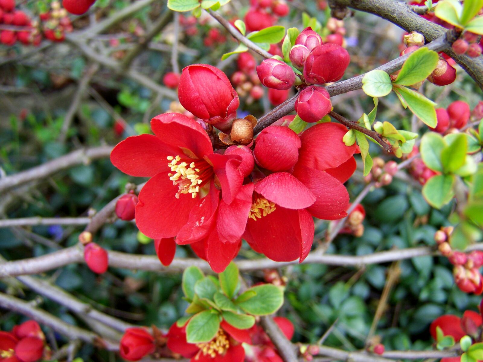 Kodak EASYSHARE ZD710 ZOOM DIGITAL CAMERA sample photo. Japan quince, spring photography