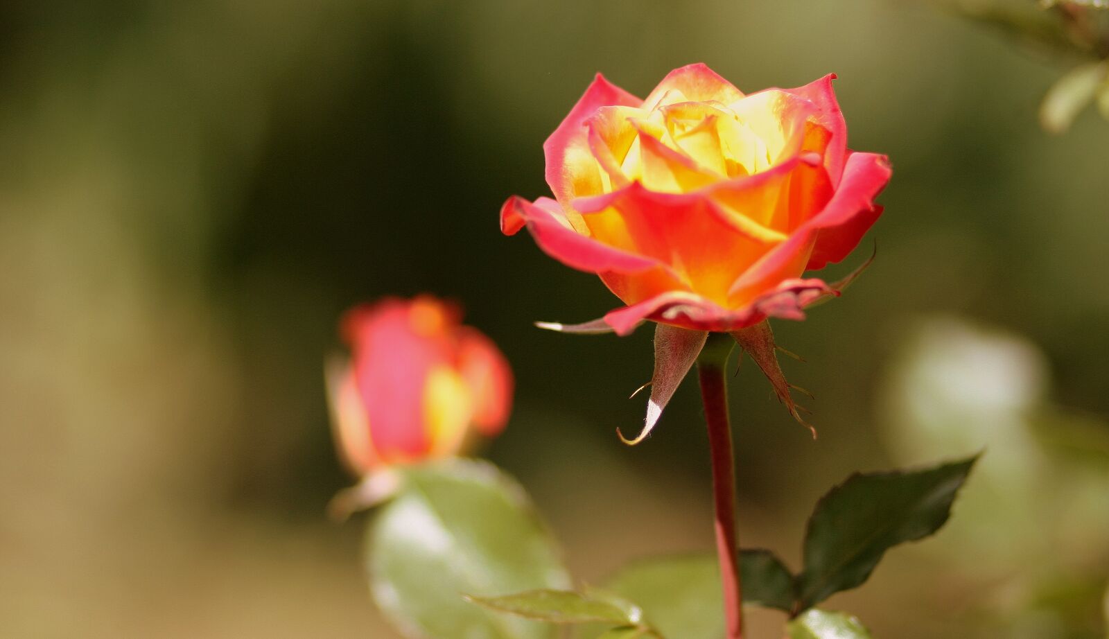 Canon EOS 450D (EOS Rebel XSi / EOS Kiss X2) sample photo. Rose, orange, flower photography