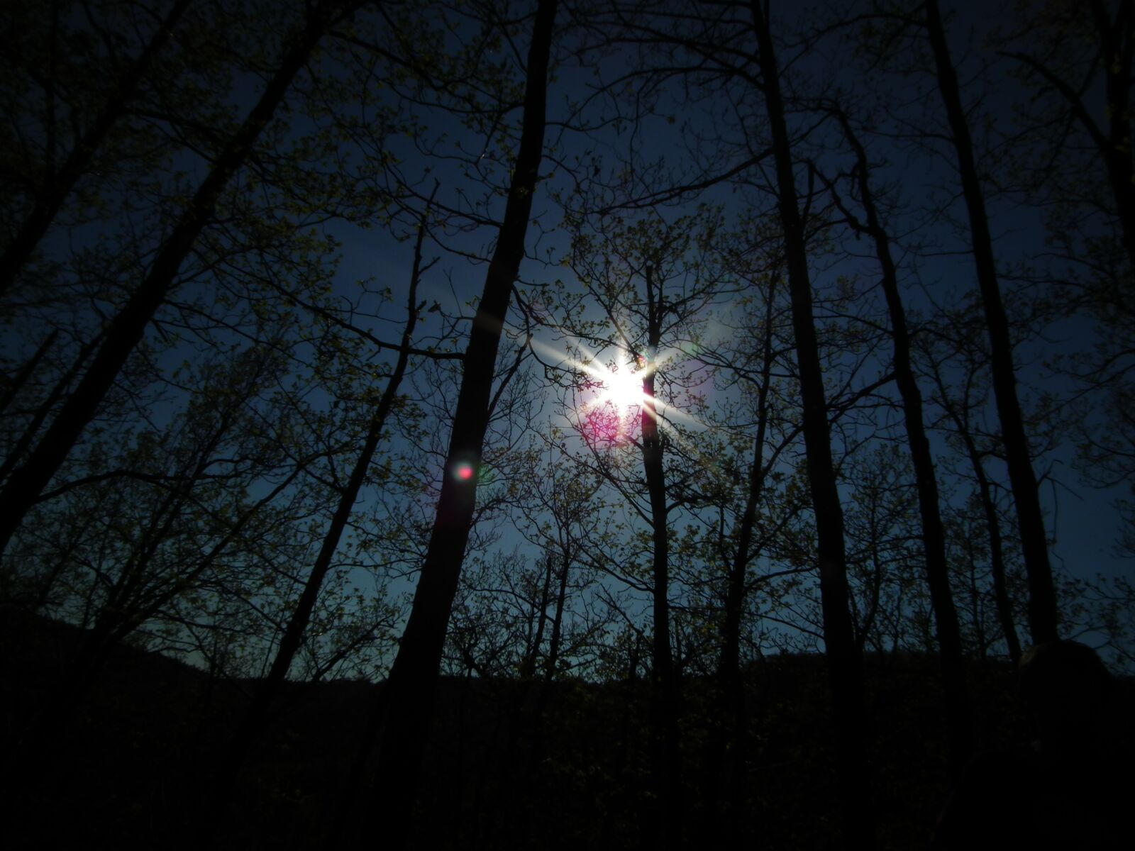 FujiFilm FinePix HS10 (FinePix HS11) sample photo. Forest, trees, sun photography