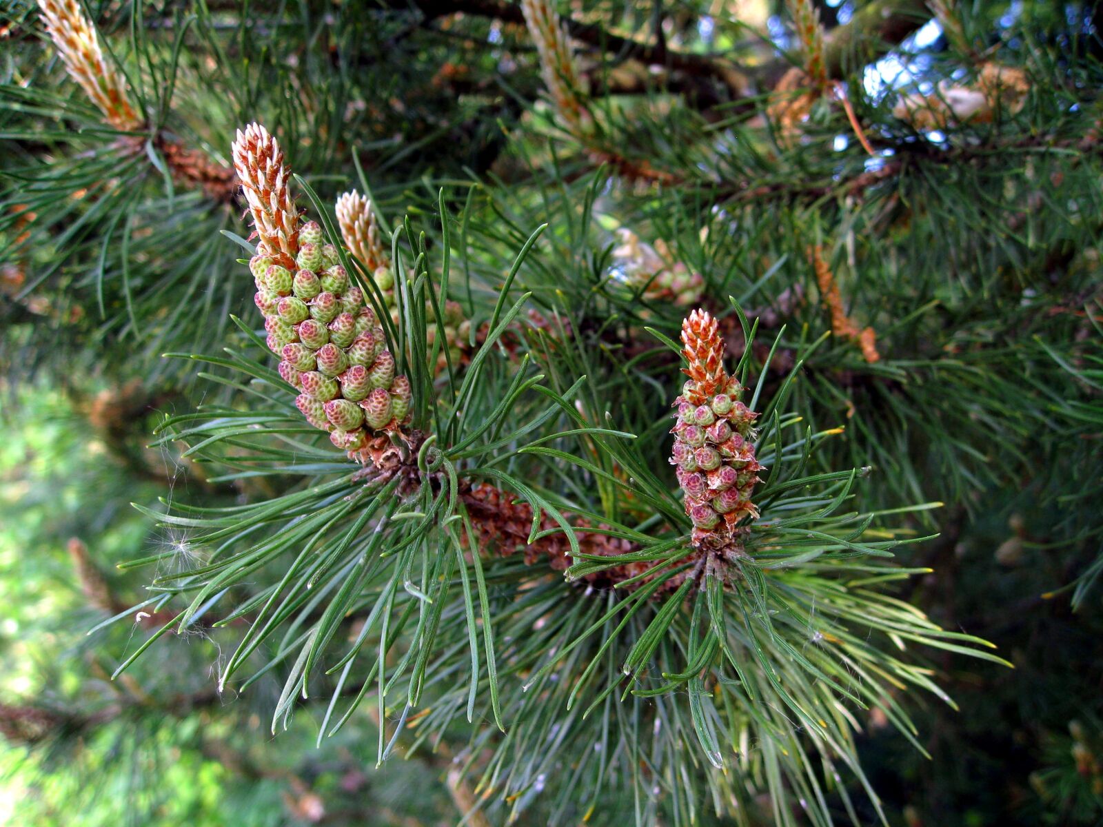 Canon DIGITAL IXUS 950 IS sample photo. Pine, foliation, conifer photography