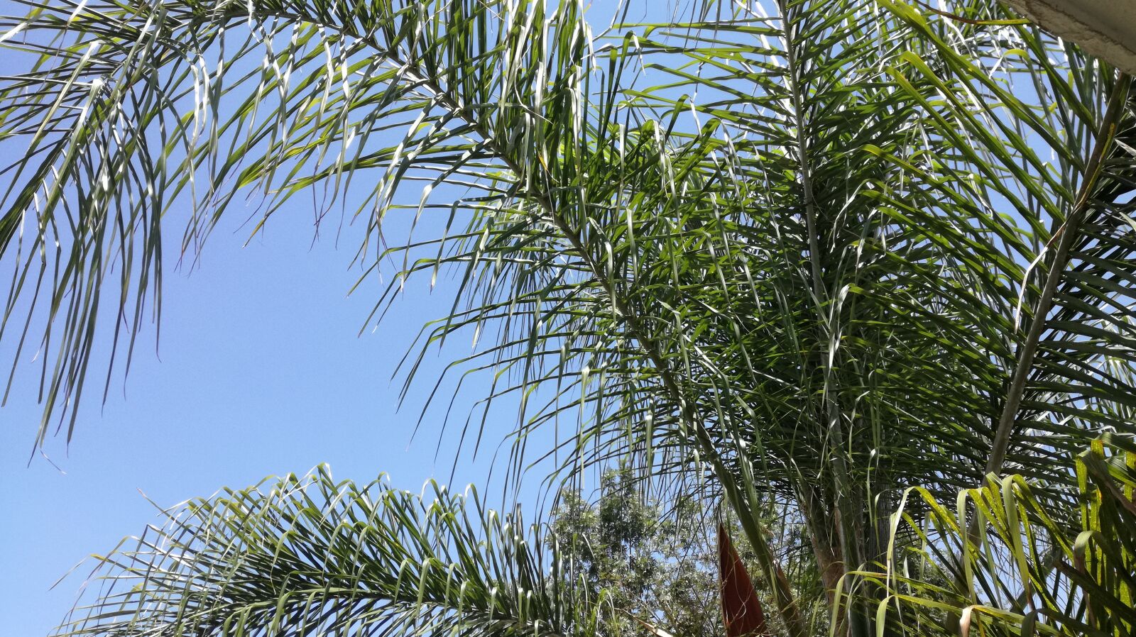 HUAWEI P9 LITE sample photo. Nature, palma, green photography