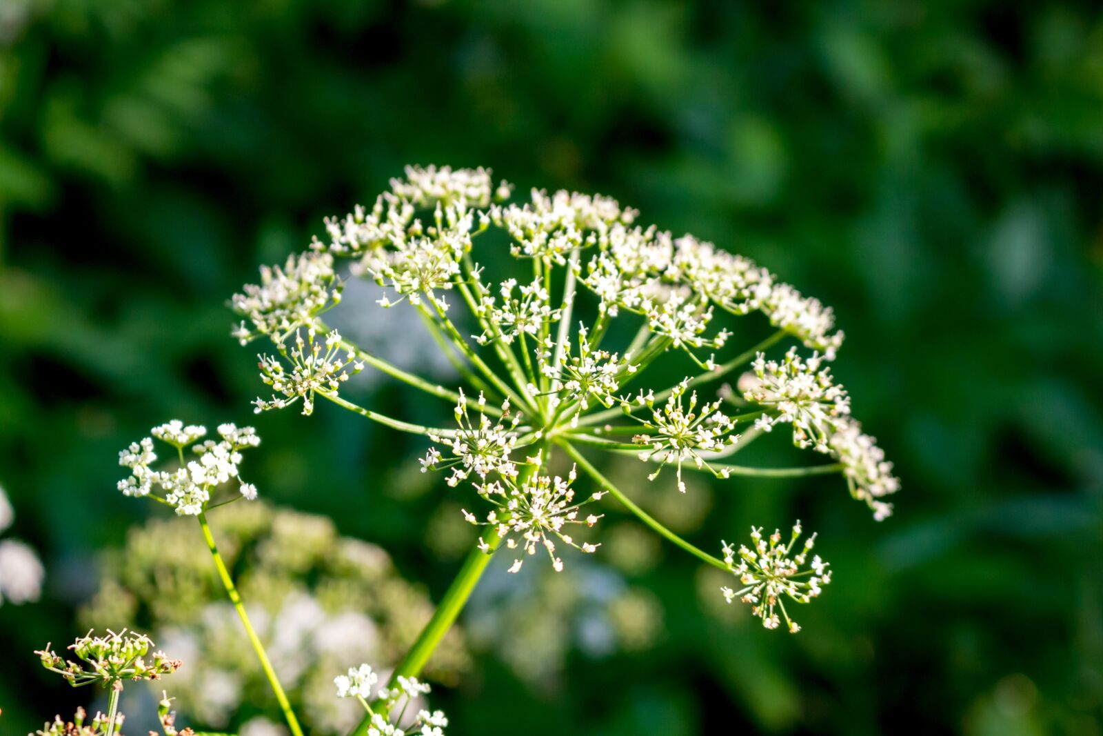 Canon EOS 100D (EOS Rebel SL1 / EOS Kiss X7) sample photo. Background, plants, grass photography