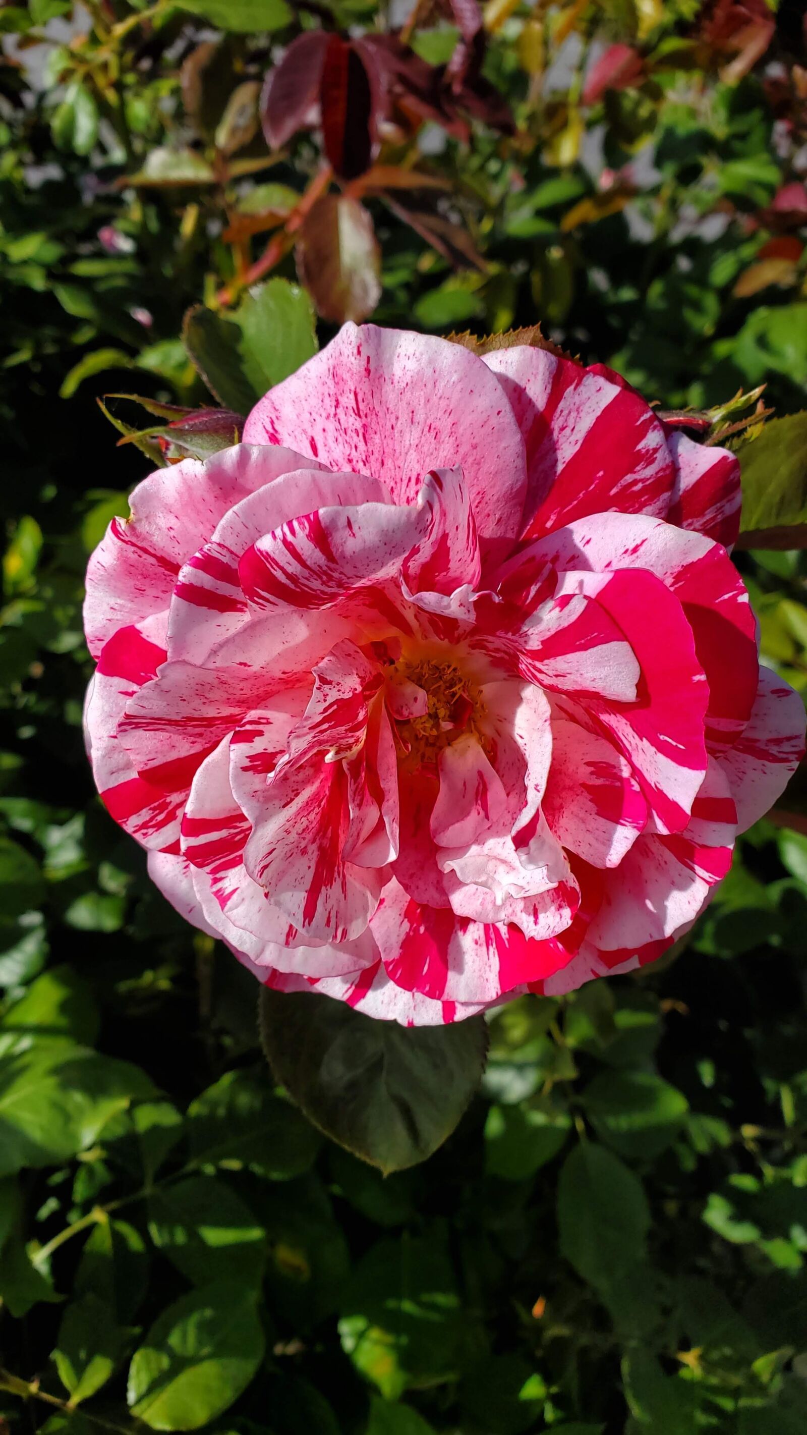 Samsung Galaxy S10+ sample photo. Flower, nature, plant photography