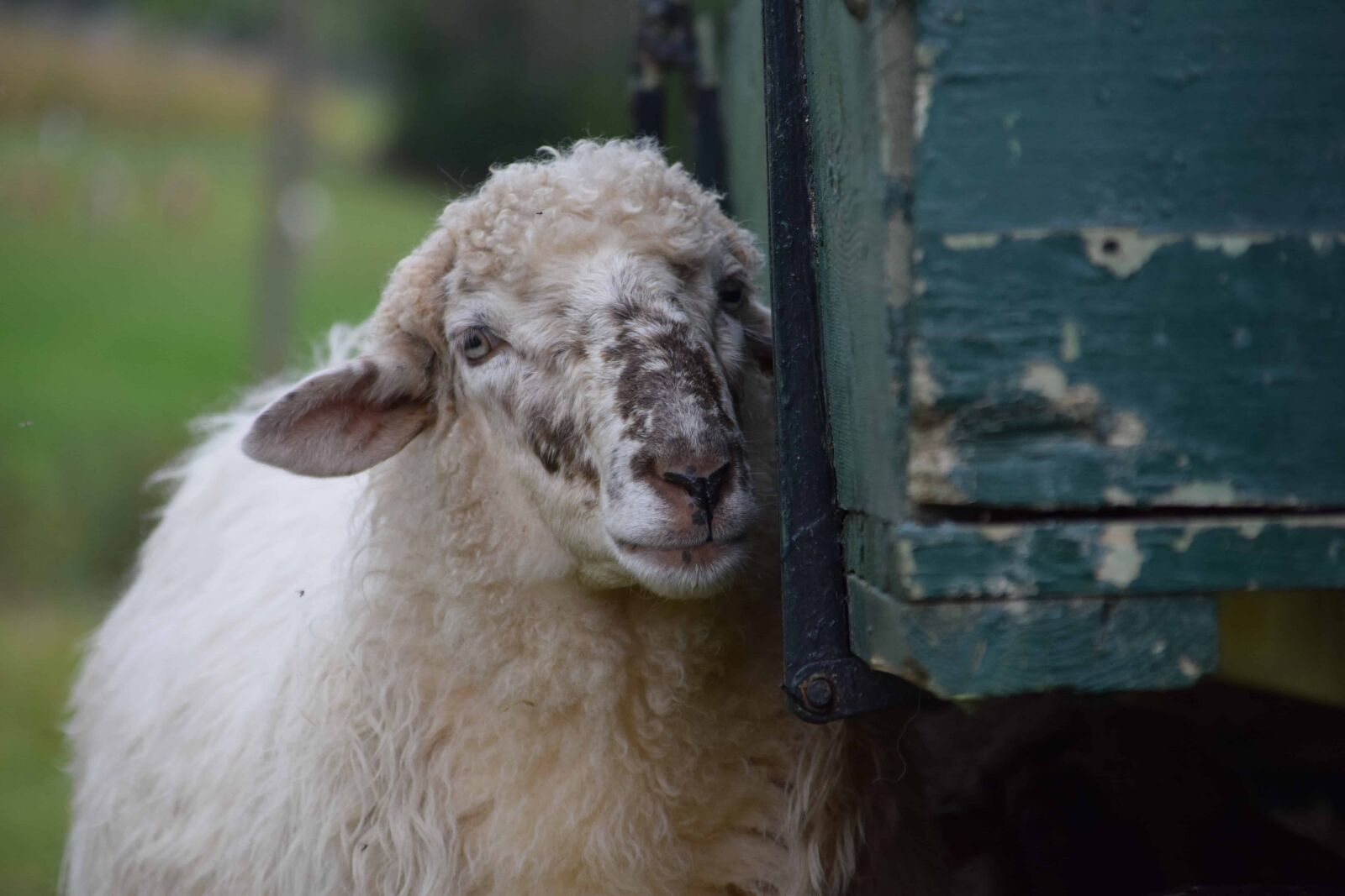 Nikon D3300 sample photo. Sheep, portrait, animal, outdoor photography