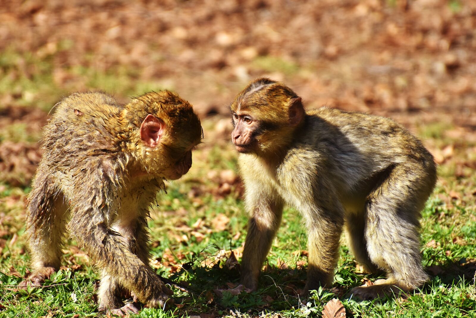Nikon D7200 sample photo. Berber monkeys, play, cute photography