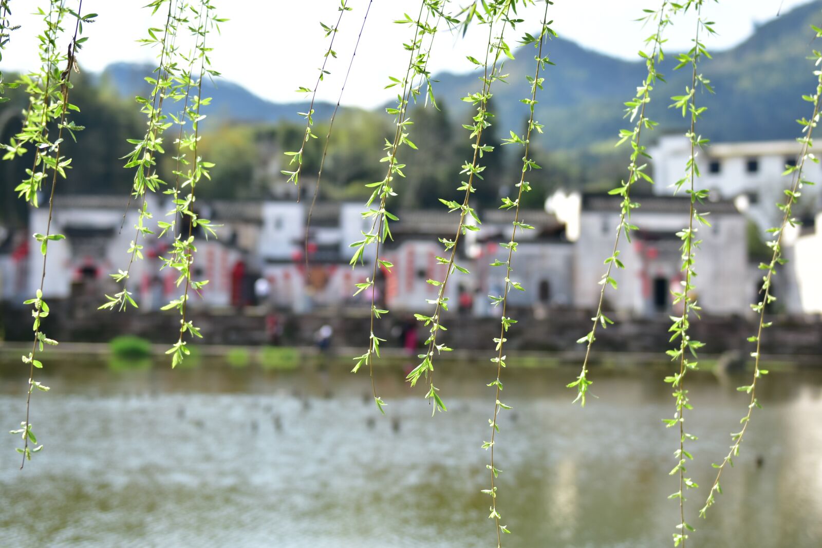 Nikon D7200 sample photo. Spring, willow, the ancient photography