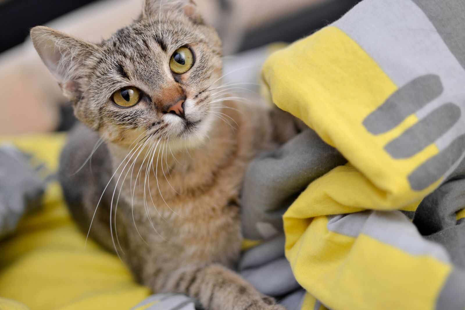 Nikon D3100 sample photo. Cat, domestic cat, look photography