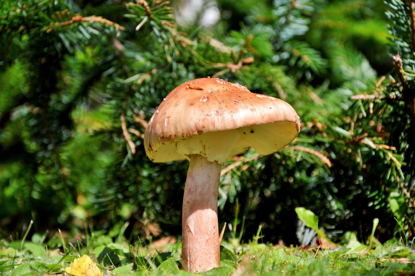 Nikon D3200 sample photo. Mushroom, disc fungus, forest photography