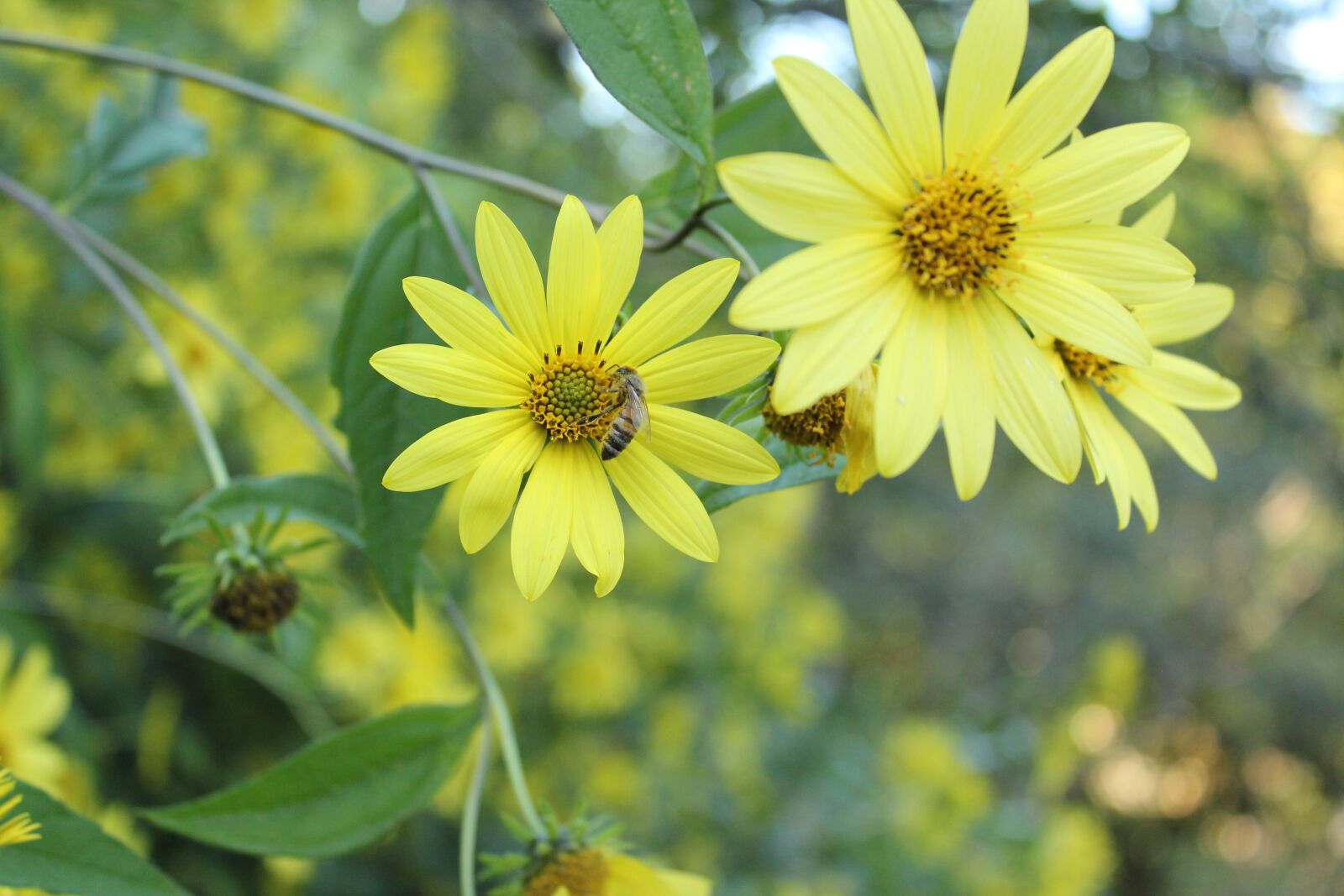 Canon EOS 550D (EOS Rebel T2i / EOS Kiss X4) sample photo. Yellow, flowers, bee photography