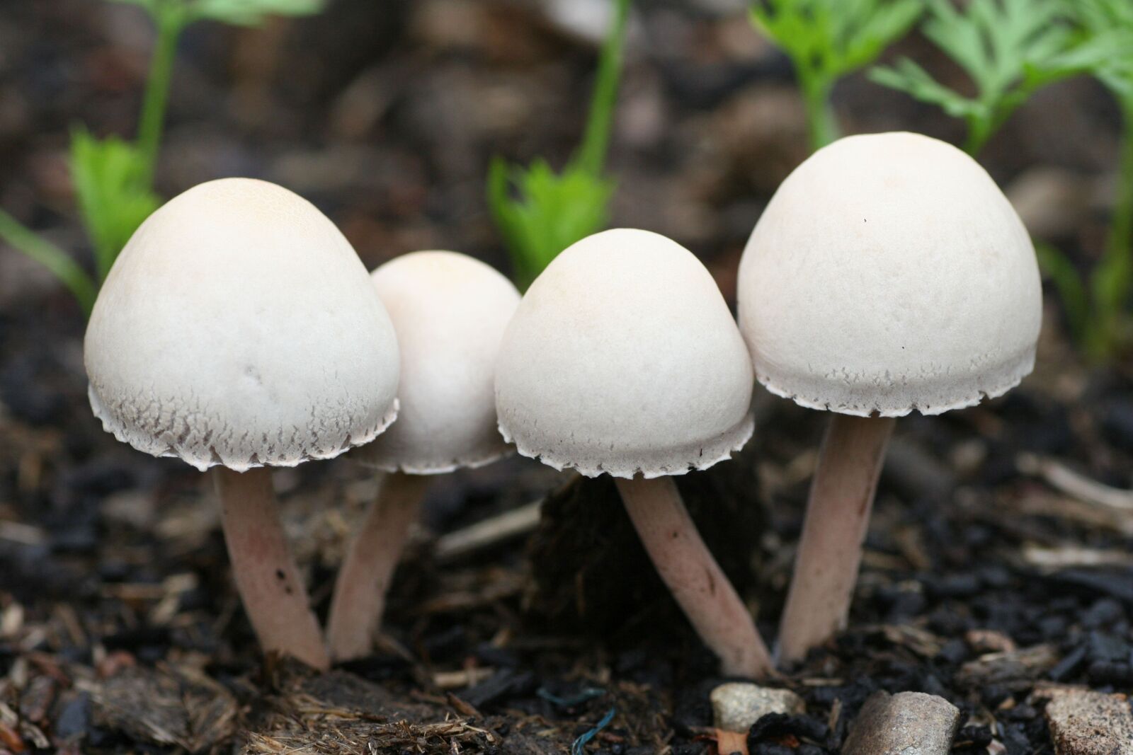 Canon EOS 350D (EOS Digital Rebel XT / EOS Kiss Digital N) sample photo. Mushrooms, garden, salads photography