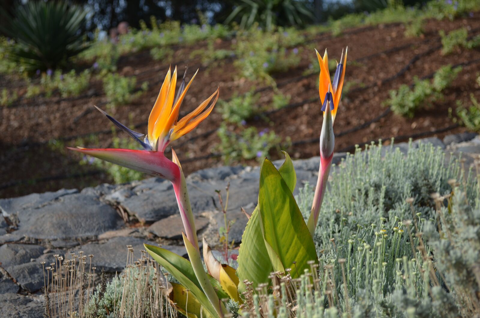 Nikon D5100 sample photo. Madeira, portugal, strelizie photography