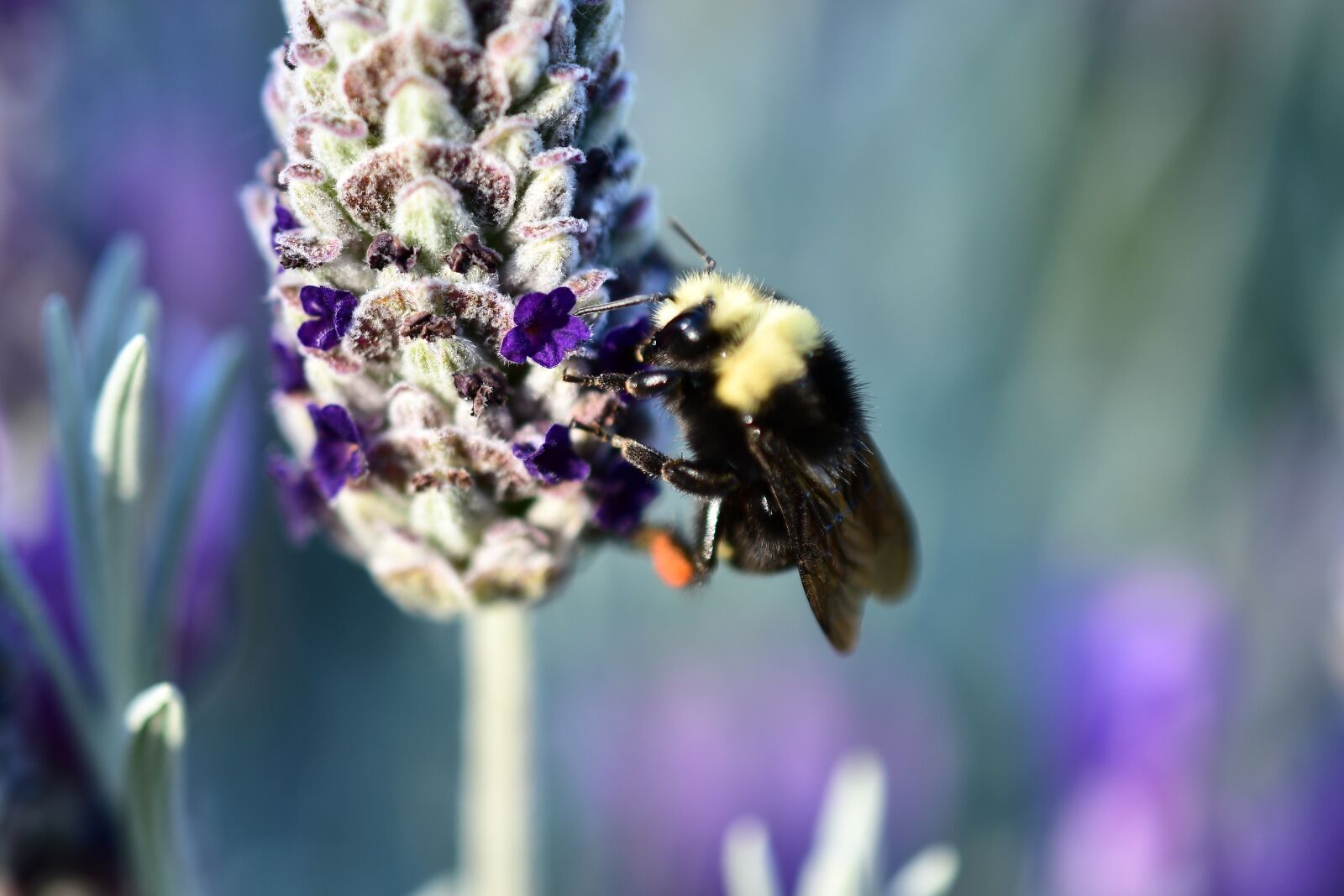 Nikon D7500 sample photo. Bee at work, hairy photography