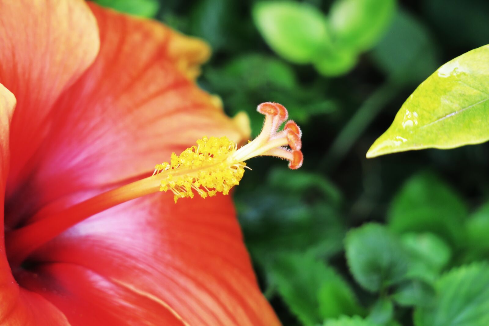 Canon PowerShot G3 X sample photo. Nature, flower, plant photography