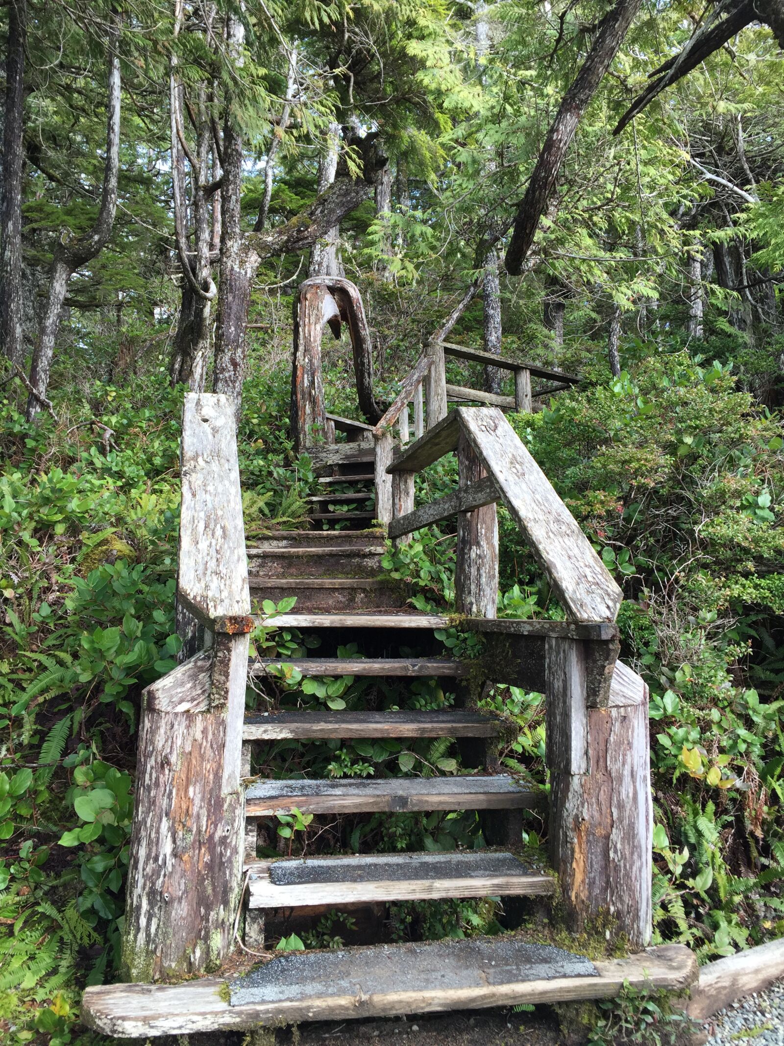 iPhone 6 back camera 4.15mm f/2.2 sample photo. Stairs, forest, landscape photography