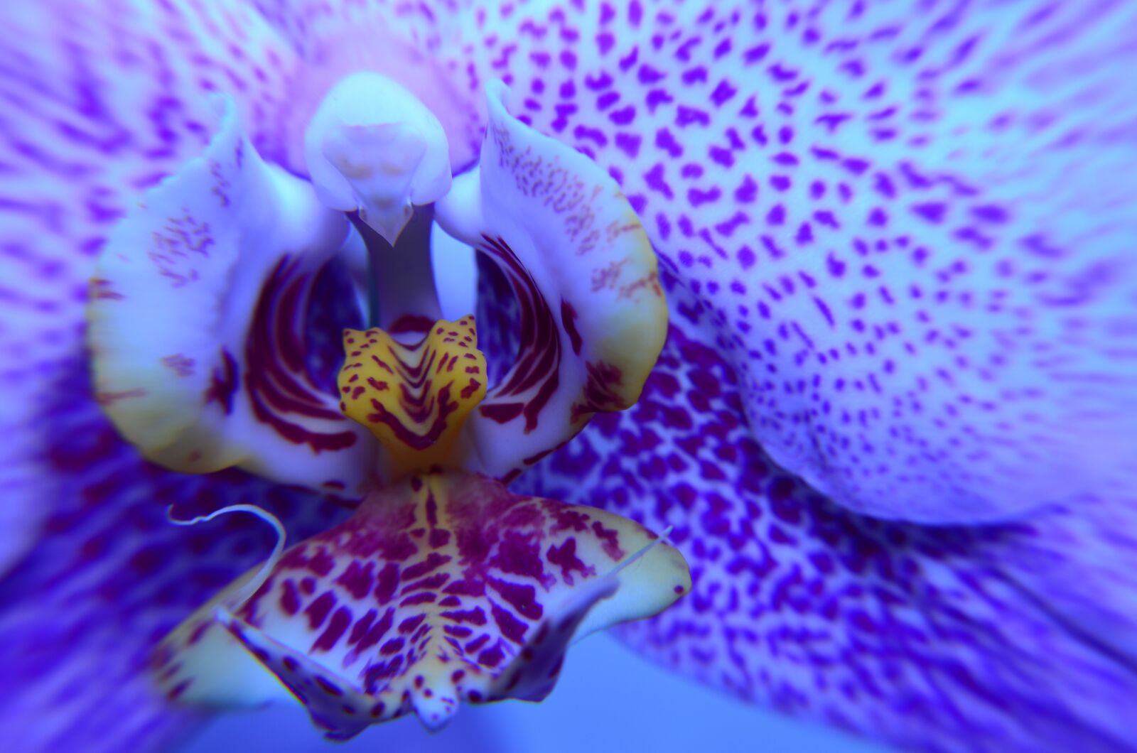 Nikon D5100 sample photo. Macro, flower, orchis photography