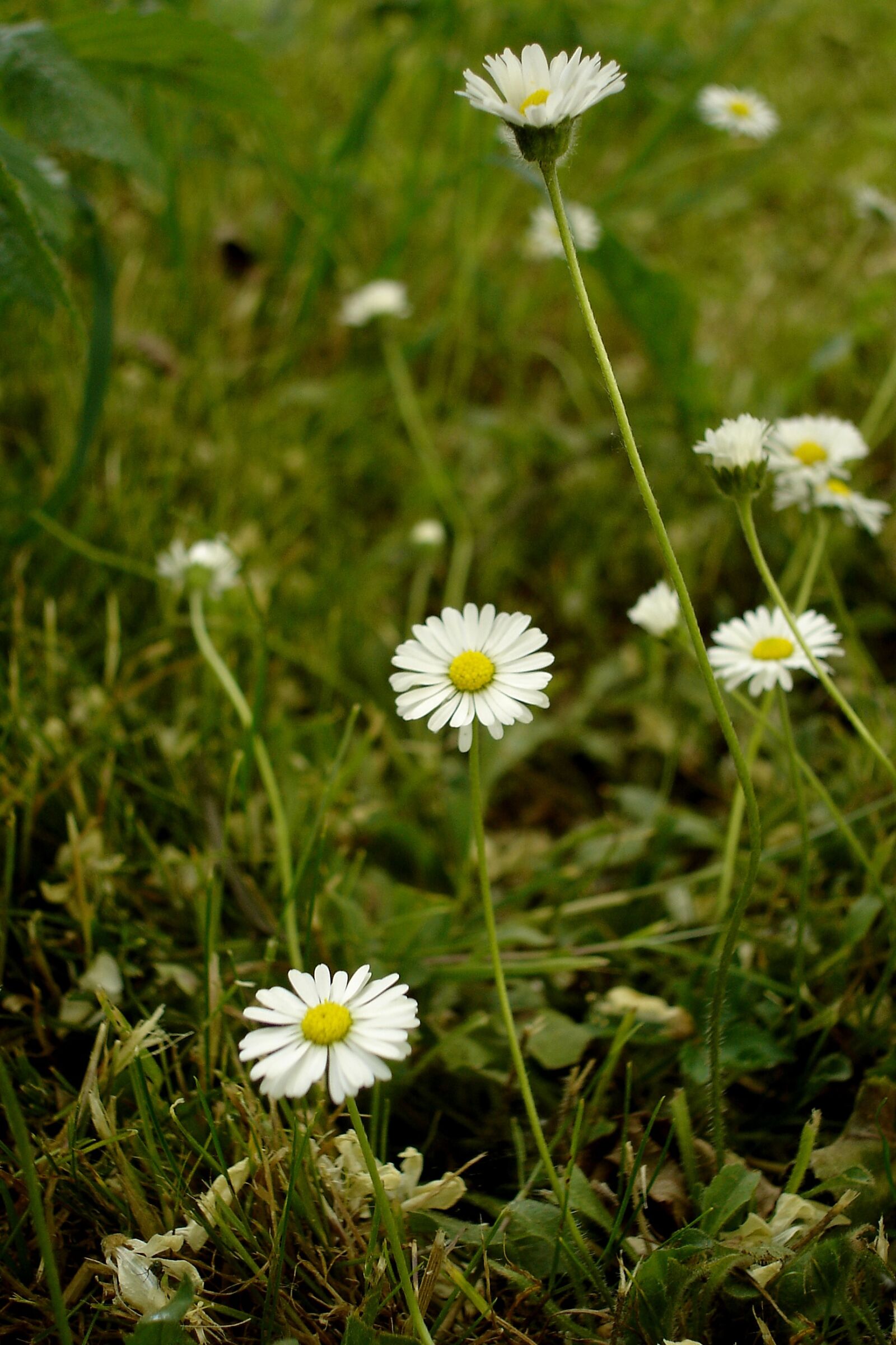 Sony DSC-W1 sample photo. Daisies, meadow, flower photography