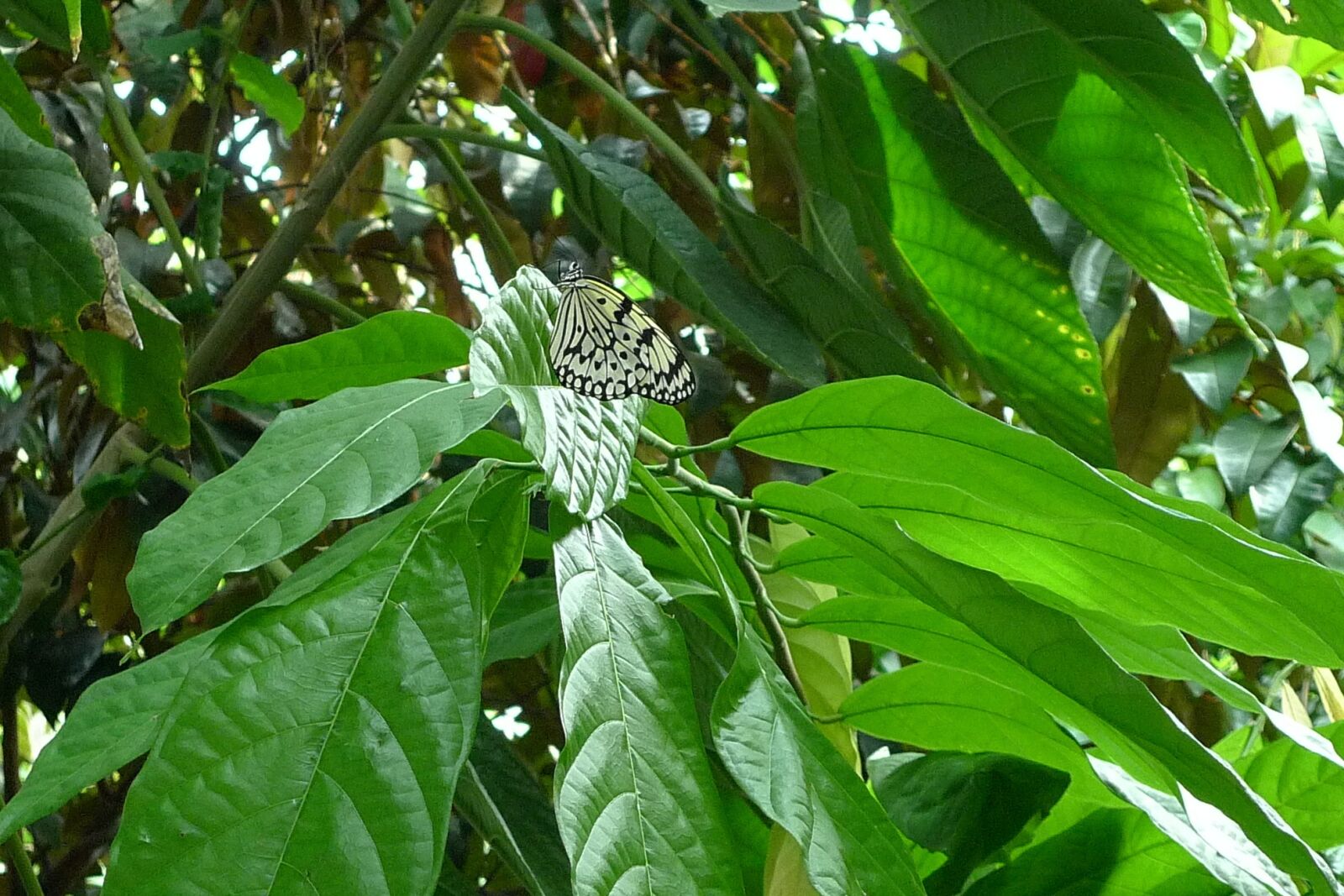 Panasonic Lumix DMC-LX3 sample photo. Leaf, flora, nature photography