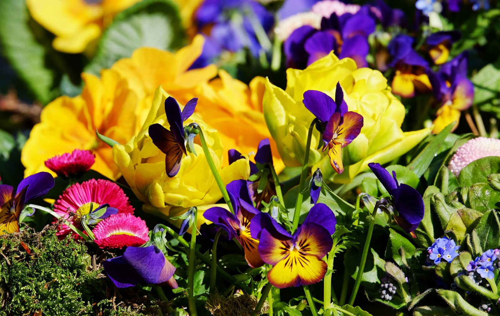 Fujifilm XF 55-200mm F3.5-4.8 R LM OIS sample photo. Flowers, colorful, beautiful photography