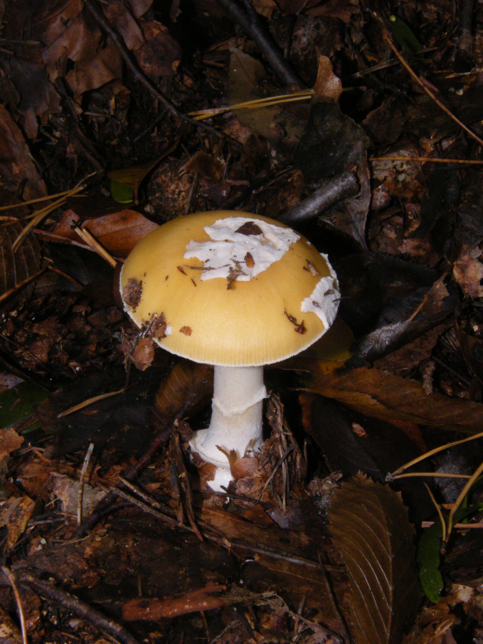 Fujifilm FinePix S8000fd sample photo. Russula, mushrooms, forest photography