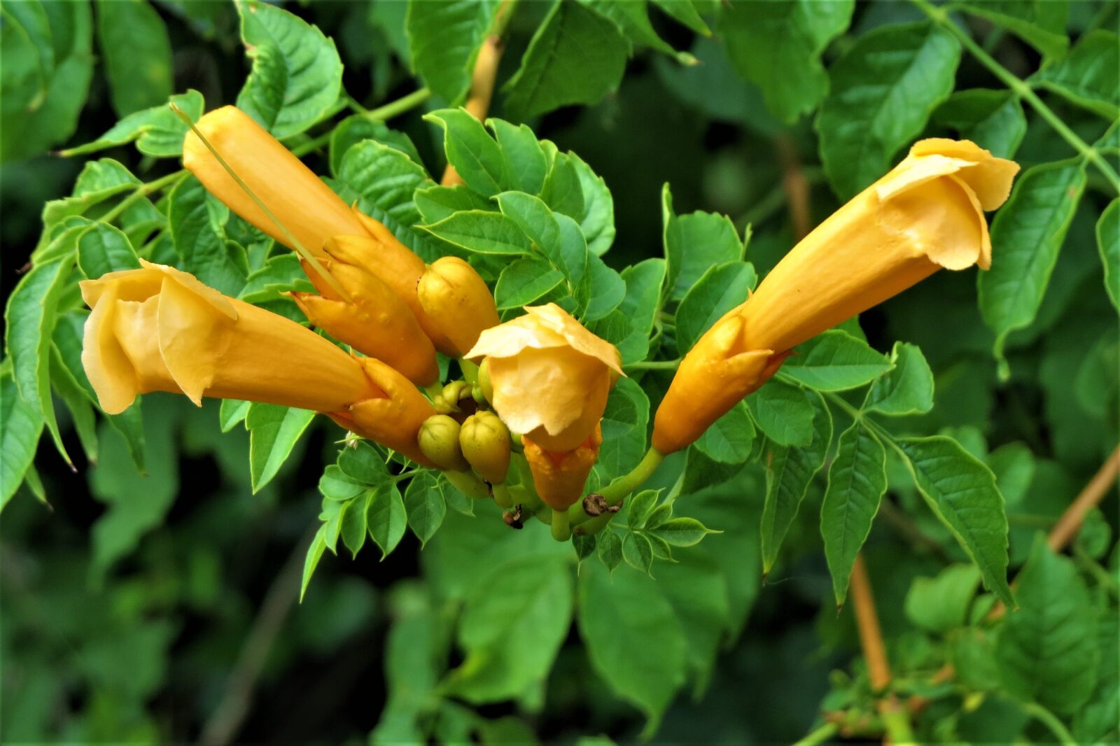 Canon PowerShot SX50 HS sample photo. Flowers, wild, yellow photography