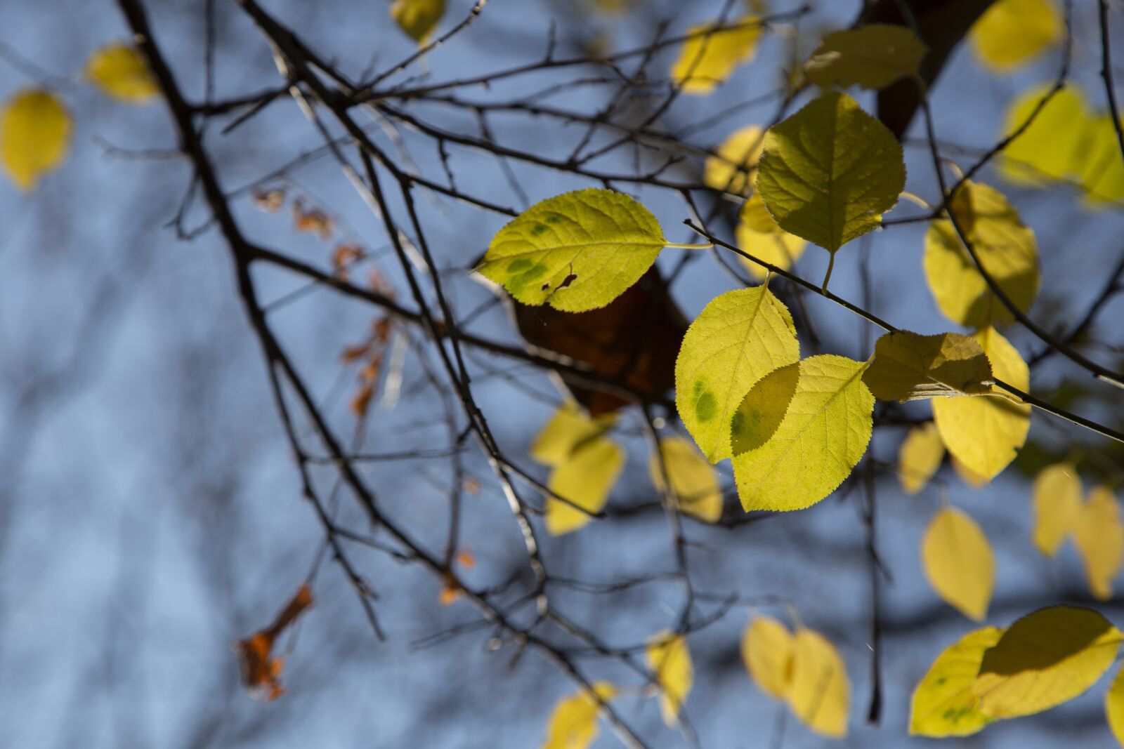Canon EOS 6D + Canon EF 24-105mm F4L IS USM sample photo. Autumn, fall, nature photography
