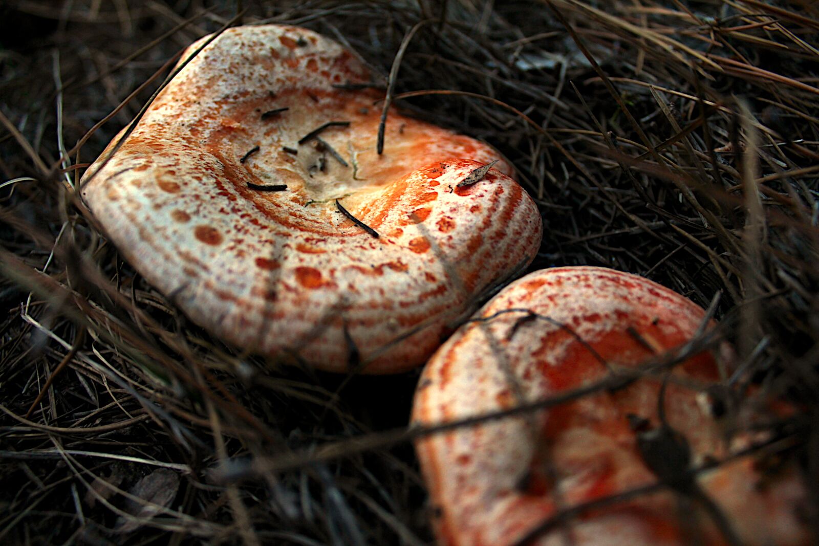 Canon EOS 550D (EOS Rebel T2i / EOS Kiss X4) sample photo. Chanterelles, mycology, mushroom photography
